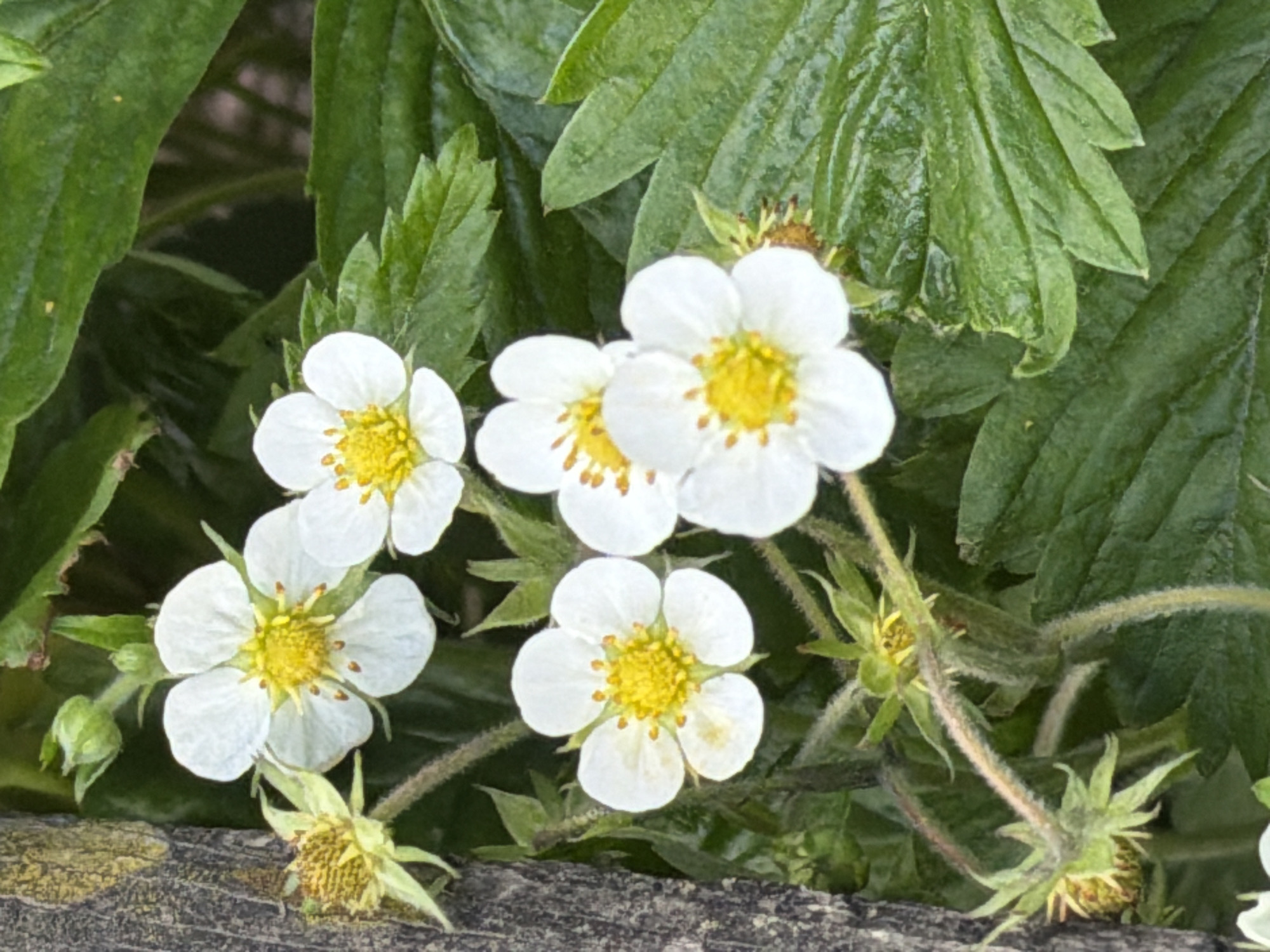 The image shows a close-up of several white strawberry flowers with yellow centers, surrounded by green leaves. The flowers are small and delicate, with five petals each. Some of the flowers appear to be in full bloom, while others are still developing. In the background, there are more green leaves and some fuzzy stems. To the left of the flowers, a rough, gray wooden surface is visible, possibly part of a fence or structure. The scene is outdoors, likely in a garden or natural setting. There are no people or animals present in the image. The lighting suggests it is daytime. The location of this scene in Shimanovsk, Russia, cannot be determined from the visual information provided in the image alone.