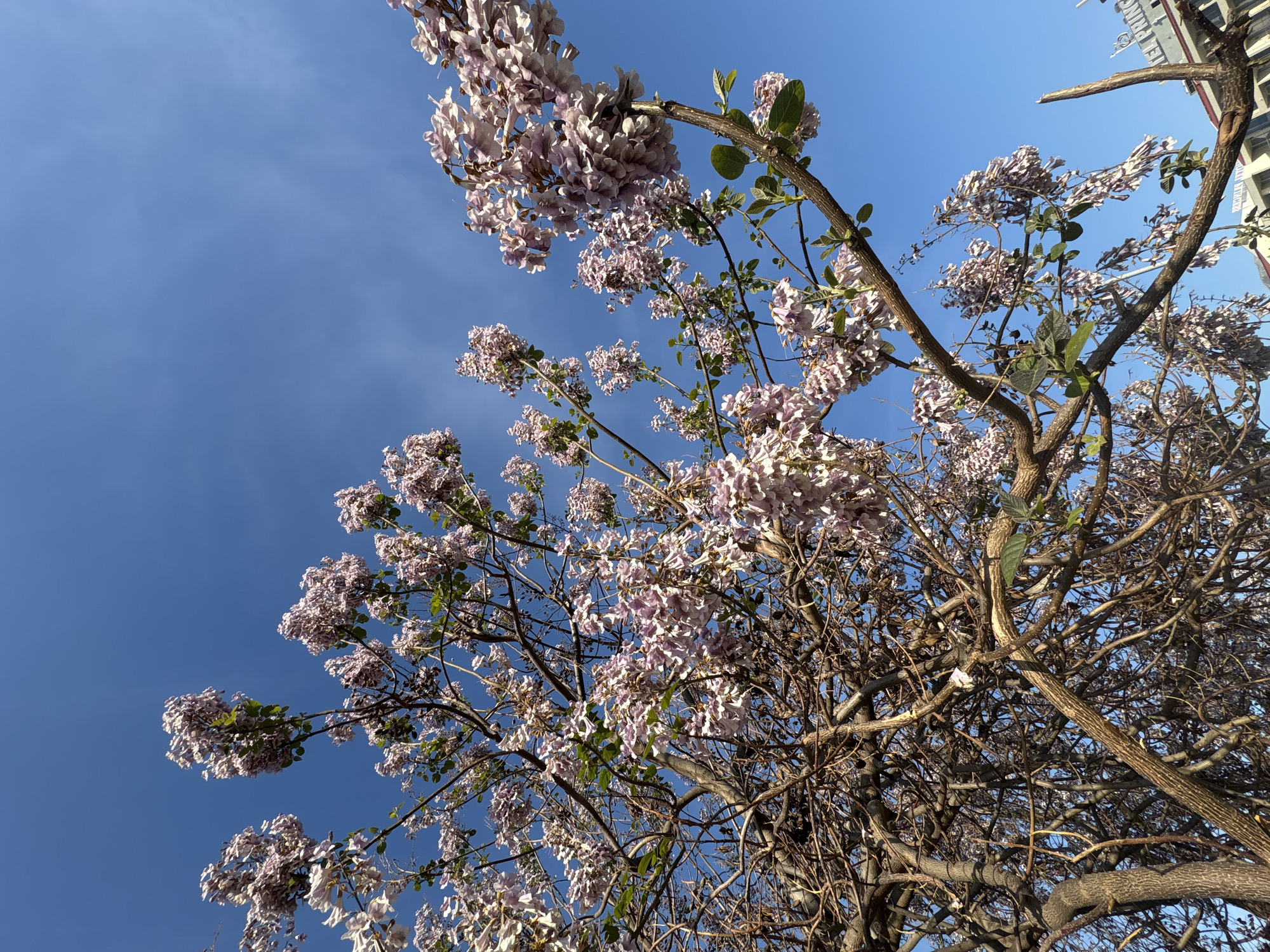 The photograph is taken from a low angle, looking up at a tree with light purple or pinkish-white blossoms against a clear blue sky. The tree's branches are visible, with some appearing bare and others laden with clusters of flowers and some green leaves. A building is partially visible in the top right corner of the frame. The location is likely in the city of Bar, Montenegro, given the prompt's specifications.