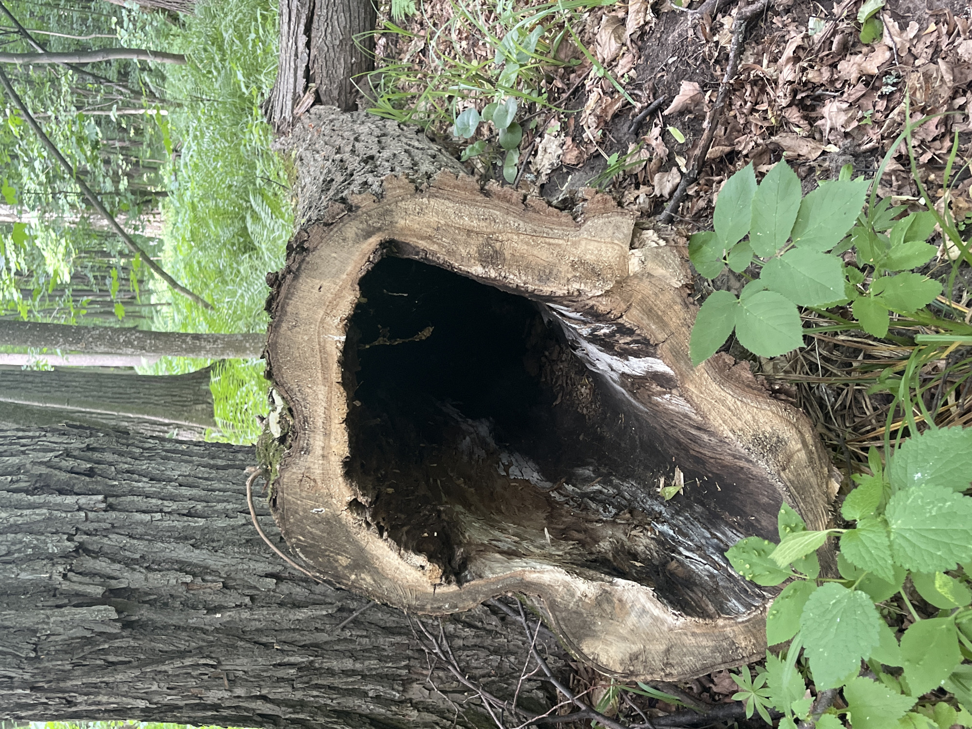 A hollowed-out tree trunk lies on the forest floor in Vasilyevo, Russia. The trunk is partially obscured by green foliage and leaves. The surrounding environment consists of a dense forest with trees and undergrowth. No people are present in the image.