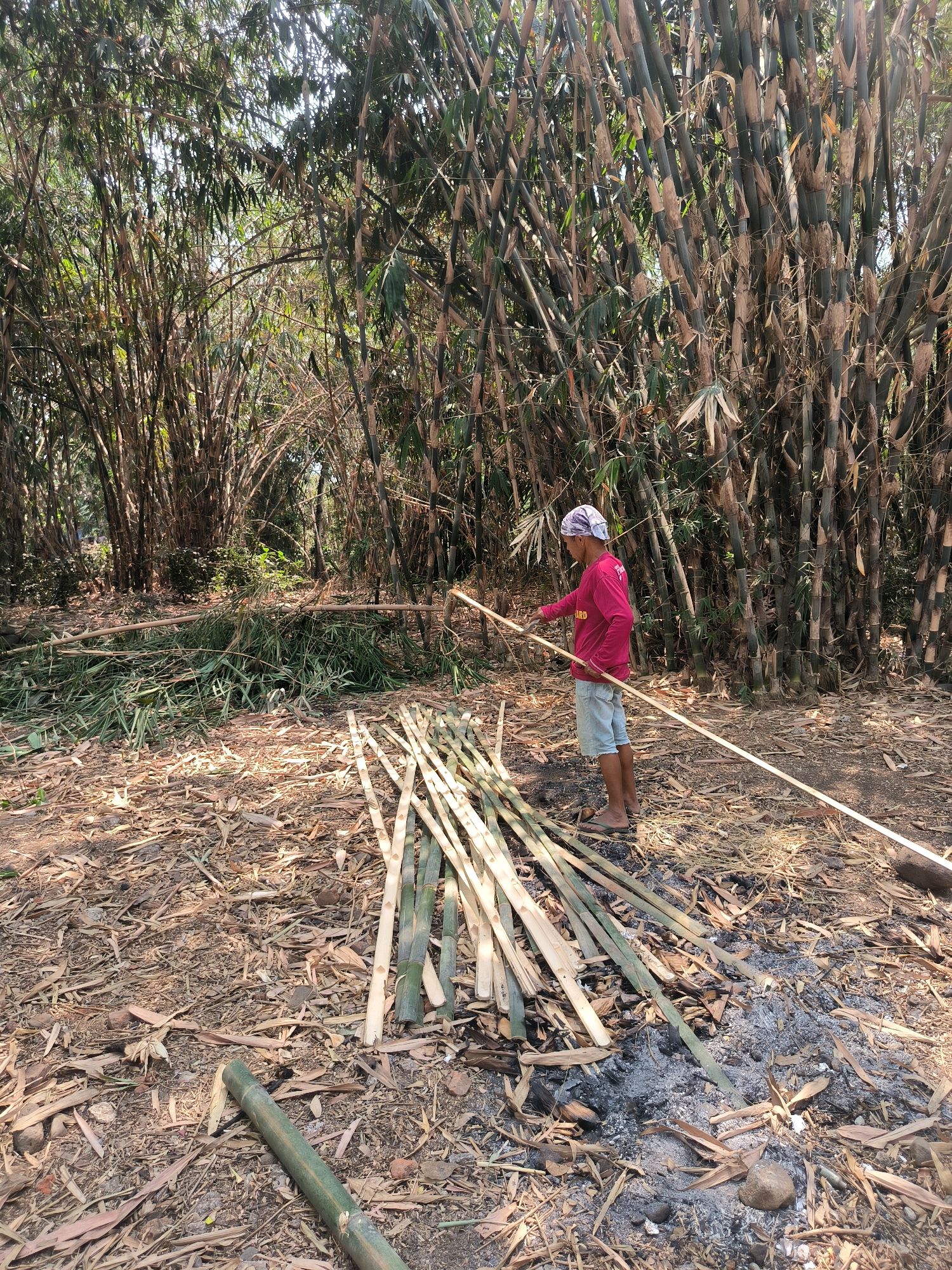 In the city of Karangklesem, Indonesia, a man stands in a bamboo forest. He is wearing a pink long-sleeved shirt, light blue shorts, and a head covering. In his hands, he holds a long bamboo pole. In front of him, a pile of cut bamboo stalks lies on the ground, along with scattered bamboo leaves and debris. To the right, a small pile of ashes suggests a recent fire. The background is filled with dense bamboo trees, their tall stalks reaching towards the sky. The ground is covered in dry leaves and dirt, indicating a natural, possibly rural, environment.