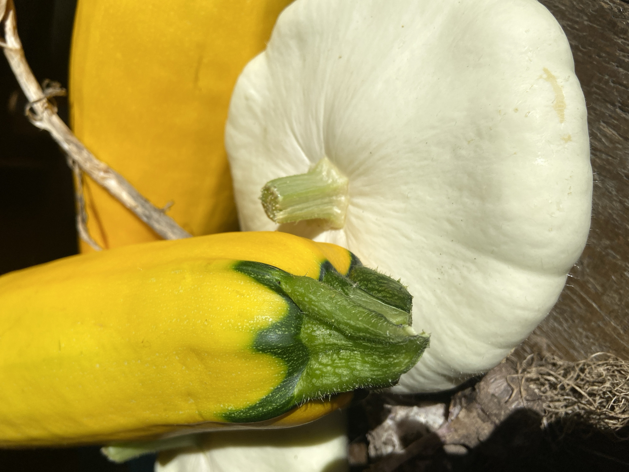A close-up, overhead shot captures a still life of various gourds and natural elements. In the foreground, a white pattypan squash with a textured stem is prominently displayed. To its left and behind, a bright yellow zucchini with green at its base is angled towards the viewer. In the background, a large, out-of-focus yellow gourd is visible, with a dry, twig-like branch arching over it. The gourds rest on a dark, wooden surface, with a piece of rough, bark-like material and some dried grass or fibers to the left of the pattypan squash. The lighting creates strong shadows, highlighting the textures and forms of the subjects. The location is identified as Зимородок Днп, Russia.