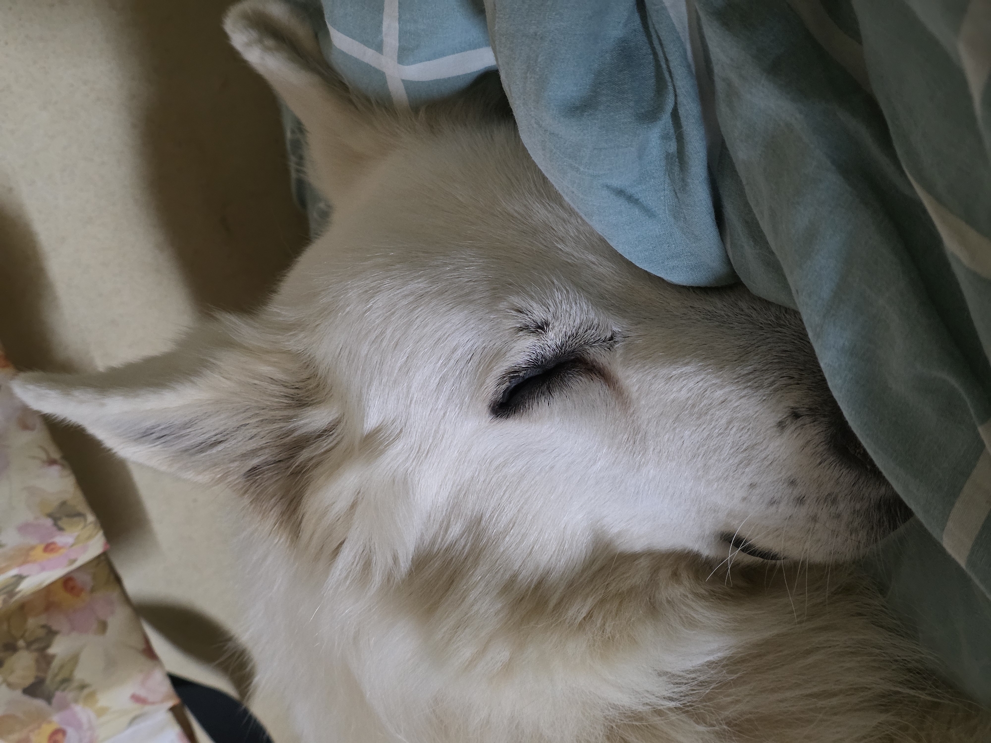 A white dog is sleeping on a bed, its head resting on a light blue pillow with a white plaid pattern. The dog's fur is thick and fluffy, and its eyes are closed. The background shows a blurry floral fabric and a wall. The scene appears to be indoors, likely in a residential setting. The location of Речицы, Russia, is not discernible from the image.