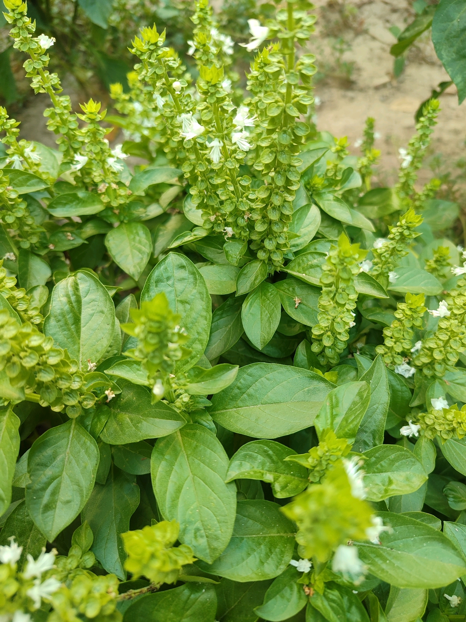 The image shows a close-up, eye-level view of a green basil plant with multiple flowering spikes. The plant is lush and vibrant, with numerous green leaves and clusters of small, pale white flowers. Some of the flower spikes are fully developed and prominent, while others are in earlier stages of growth. The background is softly blurred, suggesting an outdoor setting with natural light. The soil or ground surface is visible as a light brown, textured area behind the plant. There are no people or animals present in the image. The image quality is sharp, allowing for detailed observation of the plant's structure and textures. The specific location in Tashkent, Uzbekistan, cannot be determined from the visual information provided.