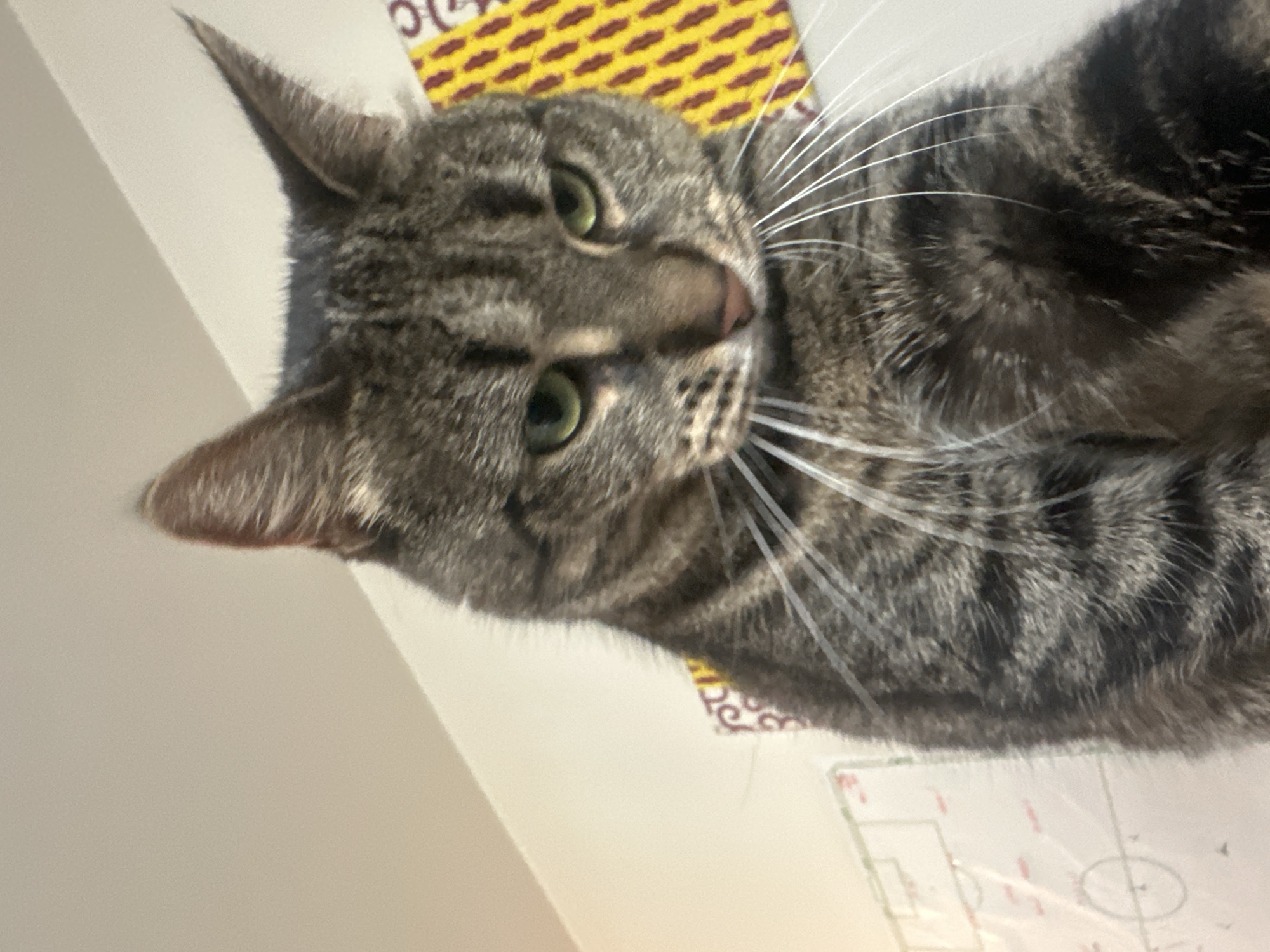A tabby cat is lying on a surface, facing towards the viewer. The cat has gray and black striped fur and green eyes. Above the cat's head is a pattern of yellow and red shapes. Below the cat, there is a white surface with a schematic diagram of a soccer field. The image was taken indoors. The location in the city of Châtenay-Malabry, France is not discernible from the image.