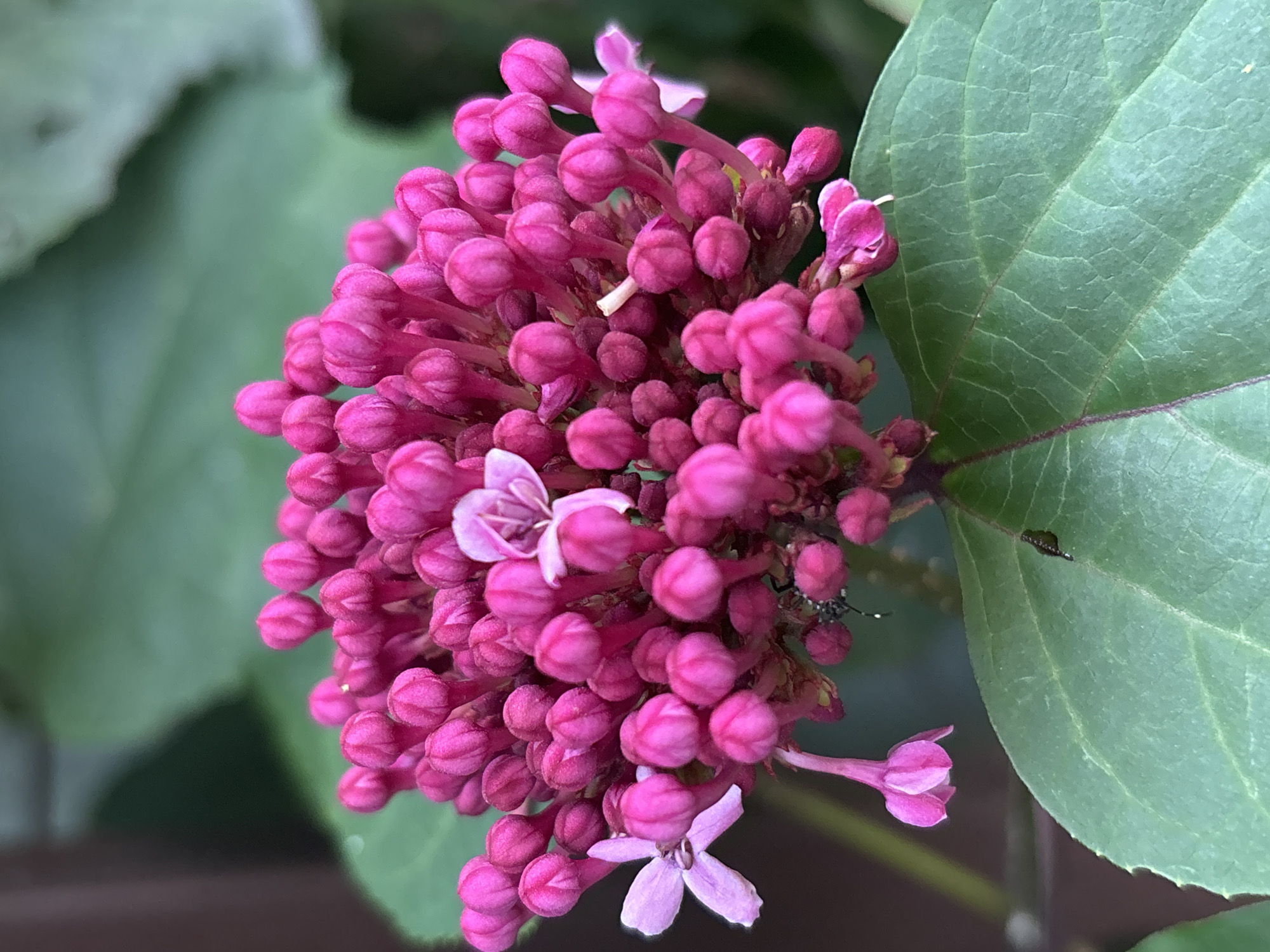 This is a close-up, eye-level, outdoor photograph of a cluster of vibrant pink flower buds. A few delicate, open pink flowers are interspersed within the buds, with one prominent, five-petaled pink flower to the left and another to the upper right. The flowers are densely packed on thin stems. In the lower left portion of the image, a single, opened pale pink flower with five petals is visible. The plant is set against a blurred background of green foliage and a dark, out-of-focus surface, possibly a wall or fence. A small, dark insect is visible on a lower petal of the flower cluster. The image is taken in Sochi, Russia, likely in a garden or park setting.