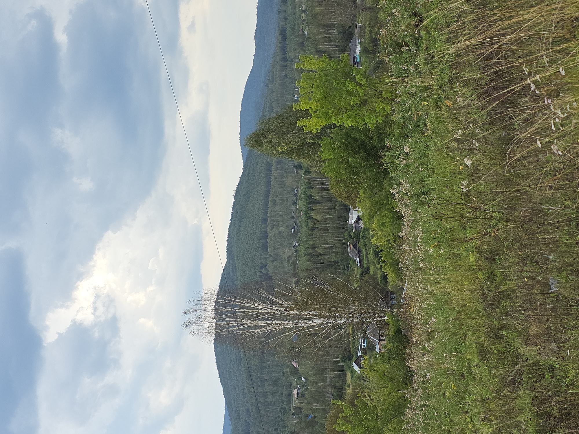 The image depicts a rural landscape with rolling hills covered in dense green forest. In the foreground, a field of tall, dry grass and wildflowers slopes upward. A tall, slender birch tree with sparse foliage stands prominently in the mid-ground, its white bark contrasting with the surrounding greenery. Scattered amongst the trees and on the lower slopes are a few modest houses, suggesting a small village or settlement. The sky above is partly cloudy with patches of bright sunlight breaking through. A thin black wire stretches diagonally across the upper portion of the image. The scene evokes a tranquil, natural setting with signs of human habitation integrated into the environment.