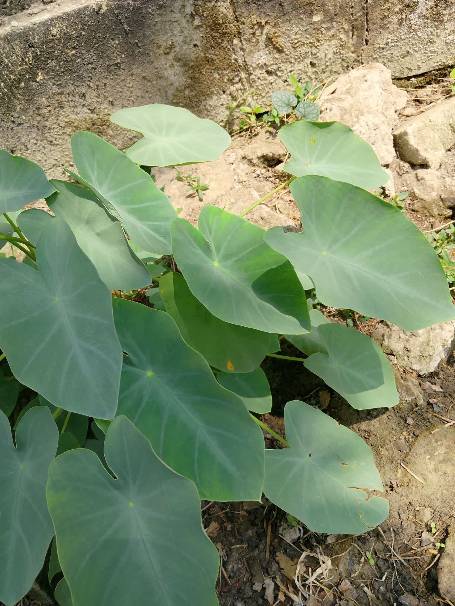 In Kasiman, Indonesia, a cluster of taro plants with large, heart-shaped green leaves grows outdoors. The plants are situated on the ground, surrounded by soil, dry leaves, and small stones. In the background, a rough, textured concrete wall and larger rocks are visible. The lighting suggests it is daytime, with sunlight casting shadows and highlighting the leaves.