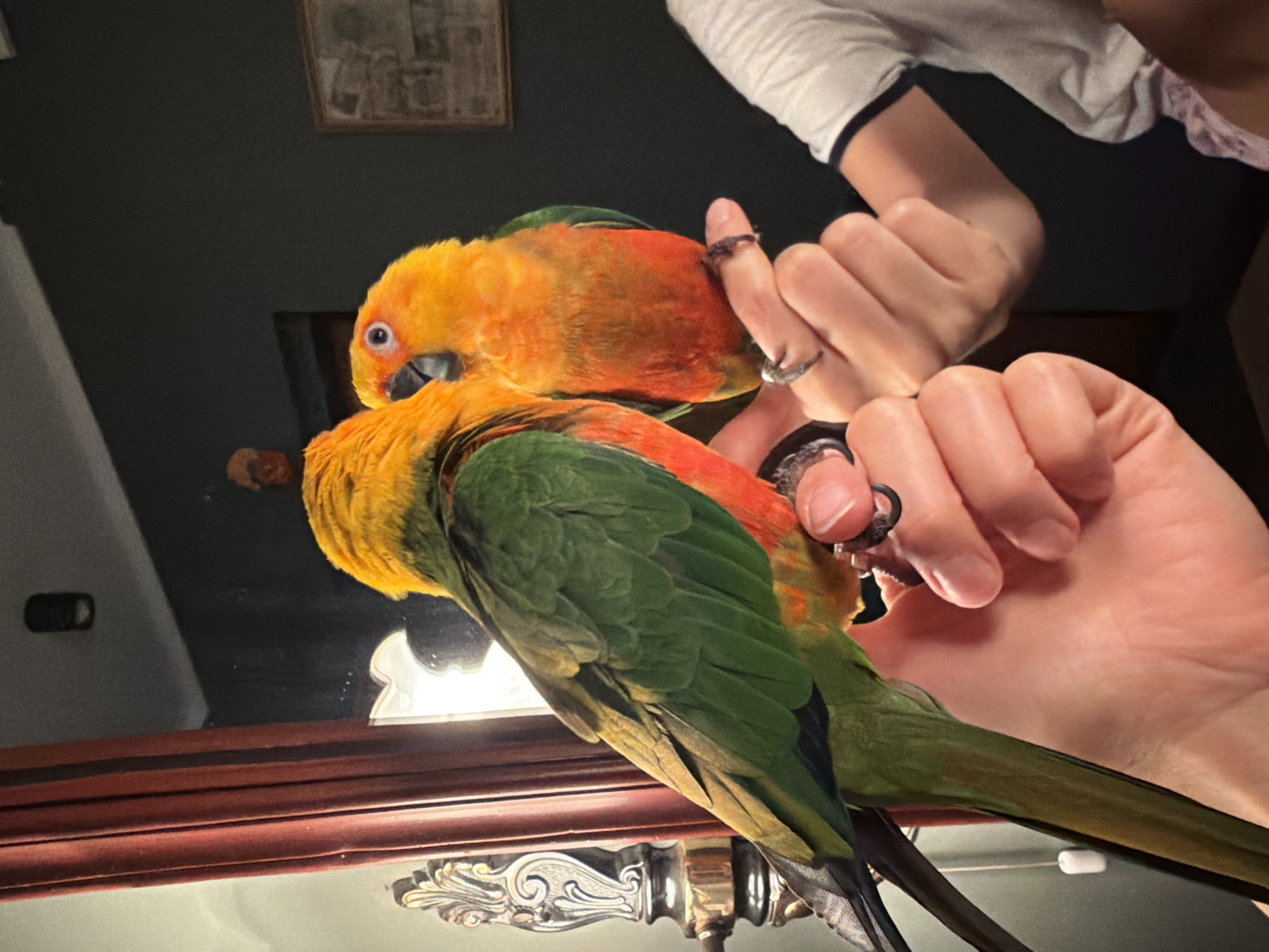 Two sun conures are perched on the hand of a person. The conure in the foreground is mostly green with some yellow and orange on its head and neck. The conure in the background is primarily orange and yellow. The person's hands are visible, with one hand wearing a ring. The background is dark, with a reflection visible in a mirrored surface. A framed picture hangs on the wall in the upper background. The scene appears to be indoors, possibly in a home, with soft lighting. The conures seem calm, and the person's hands are gentle.