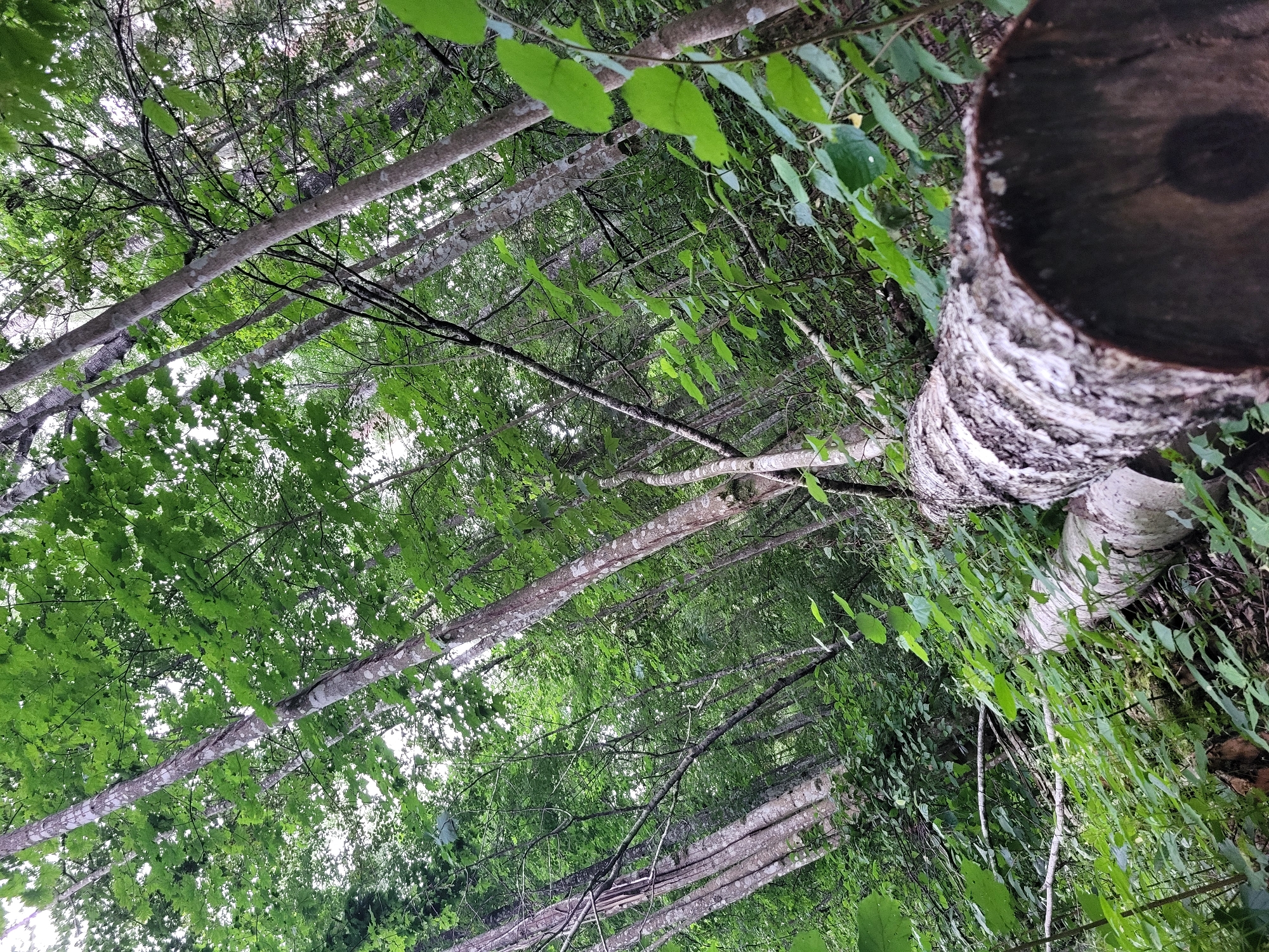 The image depicts a forest scene with a fallen log in the foreground. The log is positioned horizontally across the frame, with its cut end prominently visible on the right. The bark of the log is rough and textured, with distinct circular patterns. The surrounding environment is dense with green foliage, including trees with light-colored bark and lush leaves overhead. The lighting suggests it is daytime, with light filtering through the canopy. The image does not contain any people, buildings, or specific landmarks that would indicate a location in Jelgava, Latvia. It is a natural forest setting.