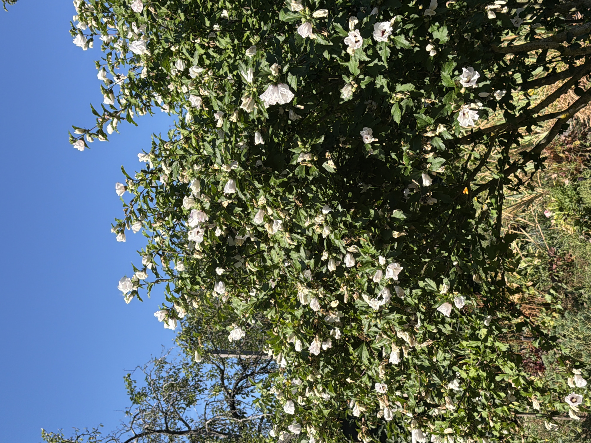 A dense shrub with numerous white hibiscus flowers and green leaves is captured in a vertical, medium shot. The shrub occupies the majority of the frame, with its branches extending outwards. A bare tree with thin branches is visible to the left of the shrub, partially obscuring the bright blue sky. The lower part of the image shows a variety of other plants and foliage. The scene is set in Mali Kosharyshcha, Ukraine, under clear daylight conditions.