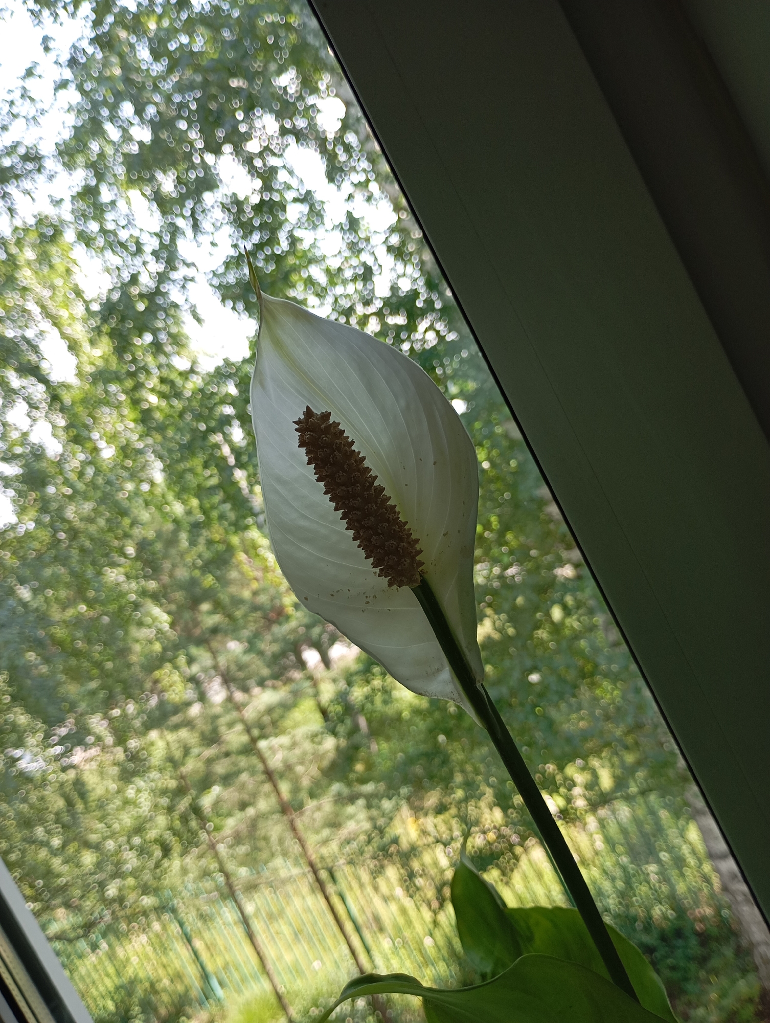 A single white peace lily flower with a prominent brown spadix is in focus, positioned diagonally in the frame. The background is a soft-focus view through a window, showing lush green trees with dappled sunlight creating bokeh effects. The window frame is visible along the right edge, casting a shadow. The location is not discernible from the image.
