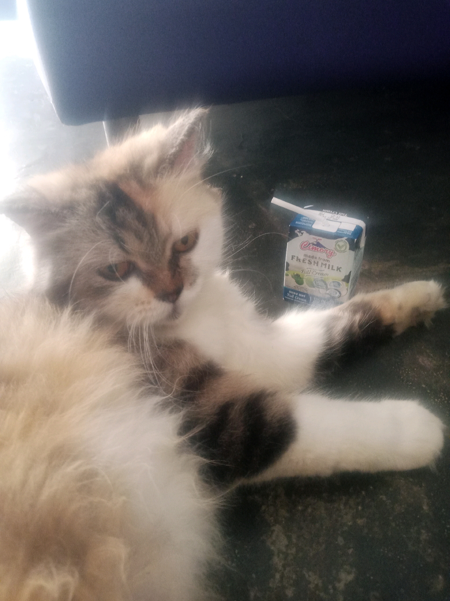 A calico cat is lying on a dark, textured surface, possibly concrete or asphalt, next to a small carton of "Cimory Fresh Milk" with a straw inserted. The cat is positioned with its body facing to the right of the frame, its head turned to look slightly left, and its paws are extended. The cat has long, fluffy fur in patches of white, orange, and black. The milk carton is blue and white with text and images of fruit. The background is dark, with a suggestion of a dark blue object, possibly furniture or a wall, in the upper portion of the image. The lighting is uneven, with a bright light source from the left, casting some shadows. The scene appears to be outdoors in an urban environment.