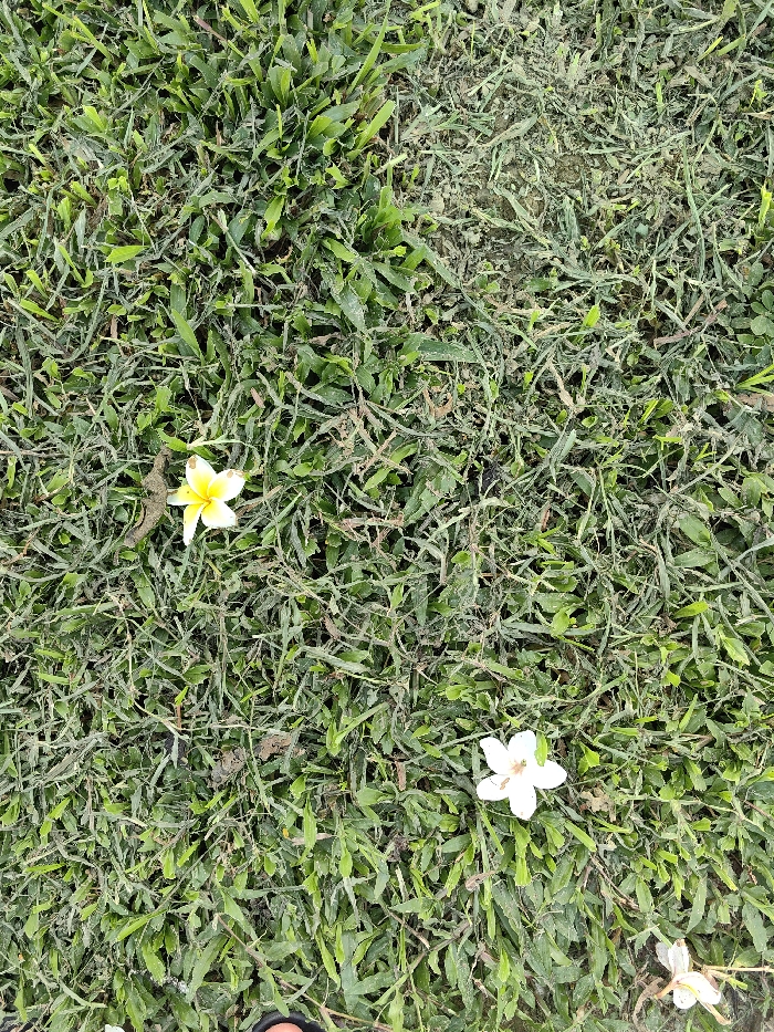 The scene depicts an outdoor ground area in Thuận Hóa Ward, Vietnam, viewed from an overhead perspective. The primary surface is covered by green grass, characterized by varying blade lengths and interspersed with visible patches of exposed soil and dried plant matter. Two intact Plumeria flowers are present on the grass. One is positioned in the upper-left quadrant, displaying white petals with a distinct yellow center. The second flower, entirely white, is located towards the lower-middle section of the frame. A third white flower, partially visible, extends from the bottom-right corner. Scattered small fragments of organic debris and dirt are observed across the grassy surface. A small portion of a dark-colored footwear item is visible along the bottom edge of the image. No individuals or specific actions are depicted beyond the presence of the fallen flowers and the implied observer's footwear.