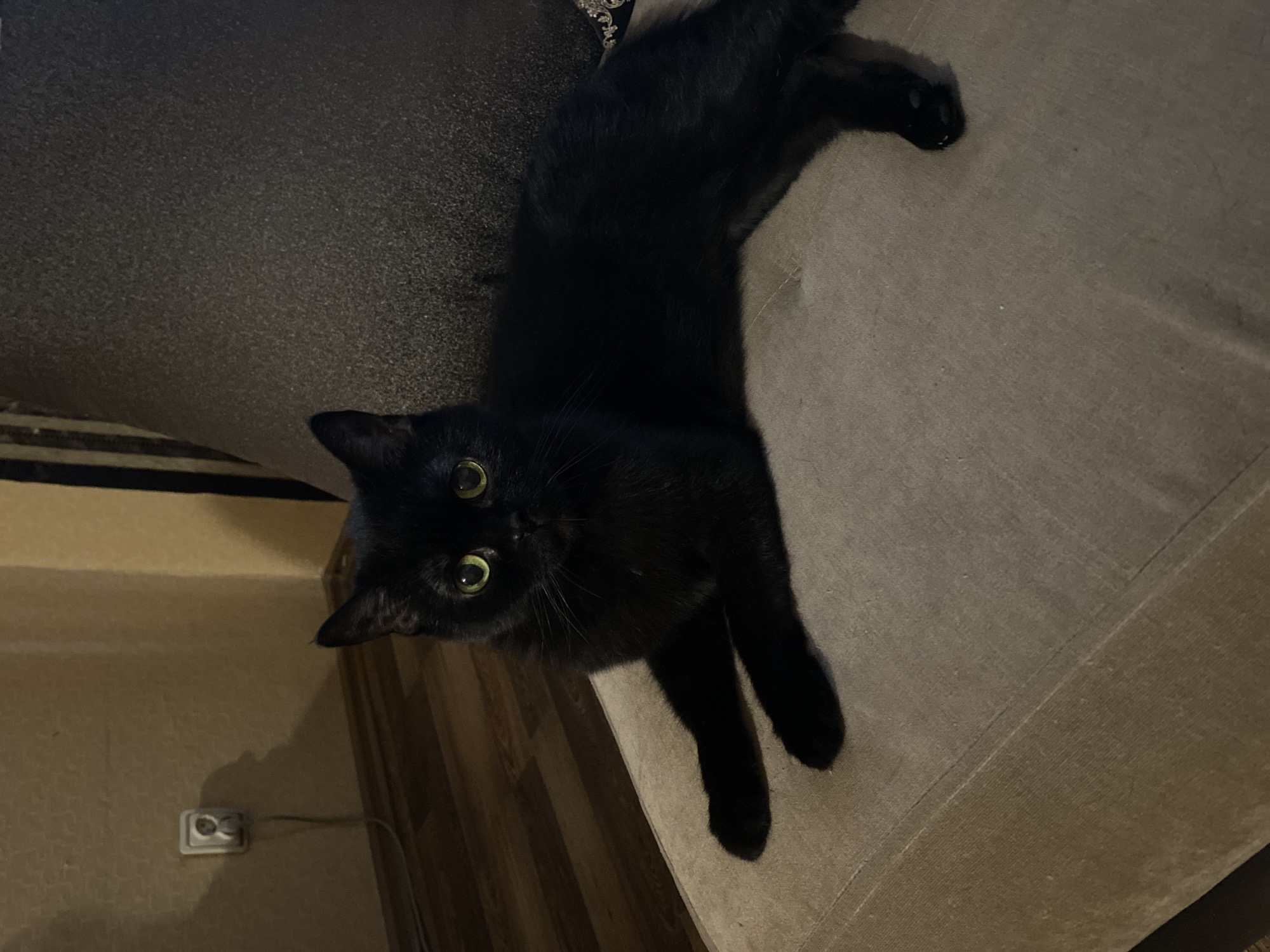 A black cat is lying on a gray couch. The cat is facing the camera with its head near the bottom left corner of the frame. Its body stretches diagonally across the couch toward the upper right corner. An electrical outlet is visible on the wall behind the couch.
This image doesn't provide information to identify the location in the city of Perm, Russia.