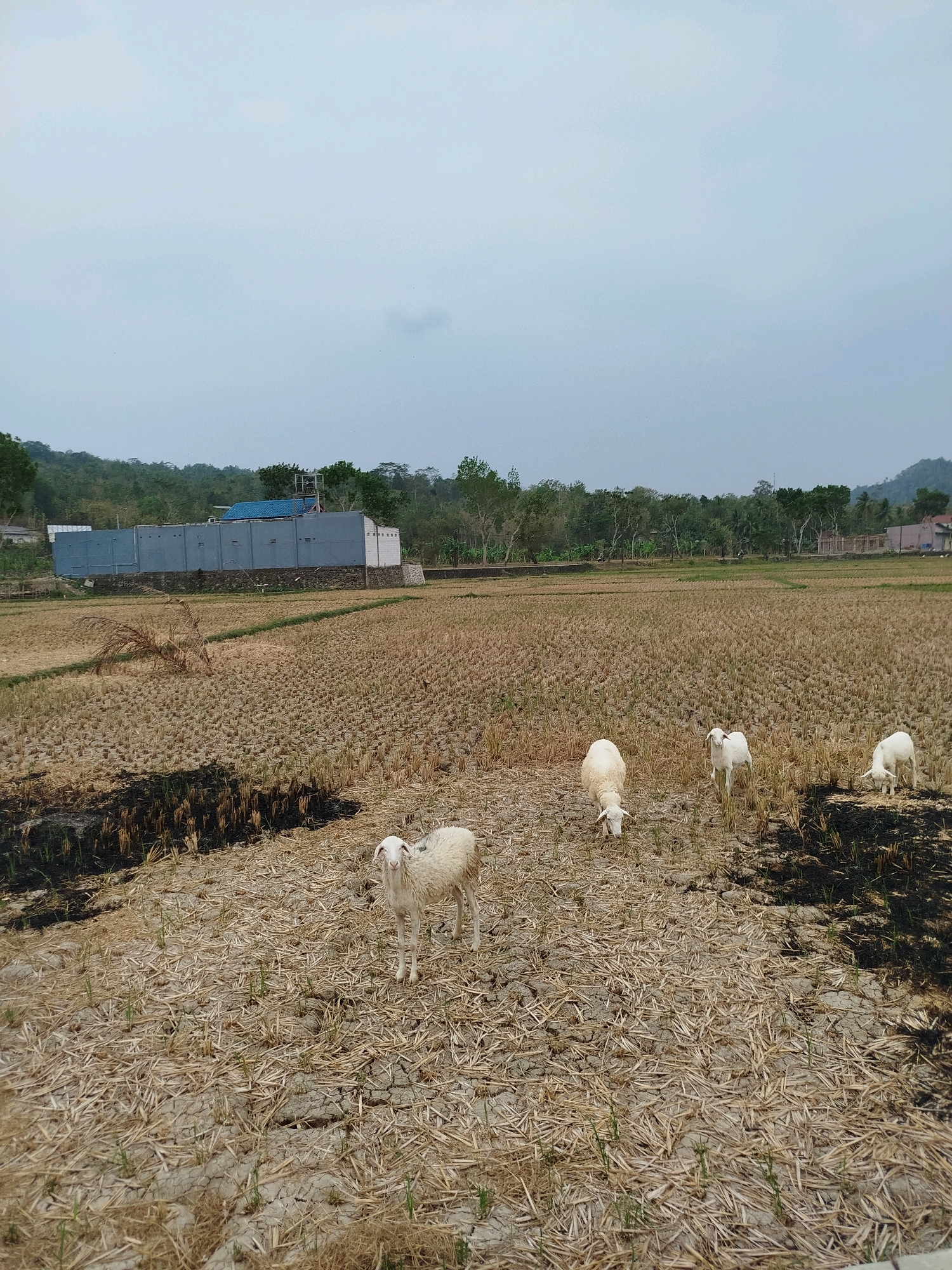 Four sheep are grazing in a dry, harvested rice field in Kedungwaru, Indonesia. The field is covered in stubble and dry earth, with patches of black ash from burning residue. In the background, a long, grey building with a blue roof is visible, situated behind a low stone wall. Further back, a line of trees forms a natural border against a hazy sky, with the suggestion of hills or mountains in the distance. One sheep stands facing the camera in the foreground, while the other three are spread out in the field, heads down as they feed.