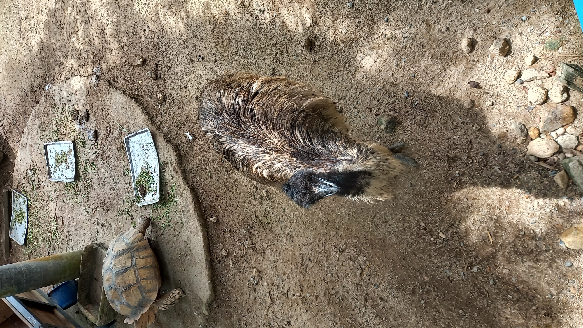 An overhead shot captures an outdoor animal enclosure with a brown emu and a large tortoise. The ground is primarily dirt and sand, showing signs of wear and footprints.
The emu, with its shaggy brown and black feathers, is positioned in the upper center, looking downwards with its black head and beak prominent. Its feathers appear slightly damp or textured.
Towards the bottom left, a large tortoise with a patterned, light brown shell is visible, situated next to a thick, dark pipe or log. It appears to be walking or resting near this structure.
Scattered across the dirt ground are several light-colored, rectangular trays containing small amounts of green grass or plant material, likely serving as feeding stations for the animals. There are also various rocks and pebbles, particularly along the right edge of the frame. Shadows cast by unseen objects or foliage suggest it is daytime and sunny. The overall scene depicts a habitat or zoo enclosure for these animals. No visible text is present.