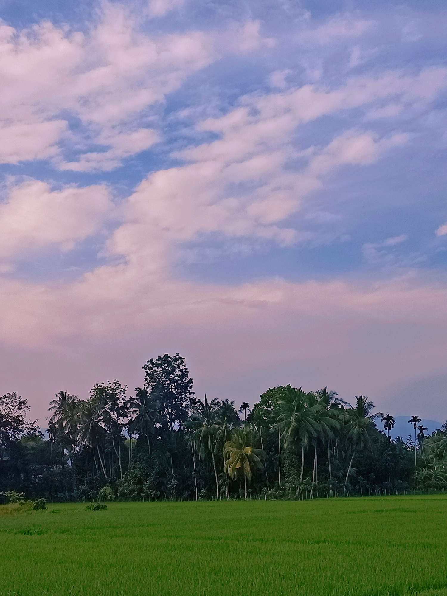 A vertical, medium-range shot captures a serene natural landscape at Kampung Jumpa, Indonesia. The scene is divided into three horizontal bands: the sky, a line of trees, and a vibrant green rice paddy. The sky, occupying the upper half of the image, is a canvas of pale blue and soft pink clouds, suggesting either early morning or late afternoon. The clouds are wispy and scattered, creating a gentle, ethereal atmosphere.
Below the sky, a dense line of trees forms a dark green barrier. This tree line is diverse, featuring a variety of species, including tall palm trees with their characteristic fronds and shorter, bushier trees. The foliage is thick and creates a sense of lushness and tropical growth. In the far distance, silhouetted against the sky, are the faint outlines of mountains.
The foreground is dominated by a bright green rice paddy. The paddy stretches across the entire width of the image and is neatly planted with young rice stalks. The even texture and vibrant color of the paddy suggest a well-maintained agricultural landscape. There are no people or animals visible in the frame, contributing to the tranquil and undisturbed feel of the scene. The overall impression is one of natural beauty and rural simplicity.