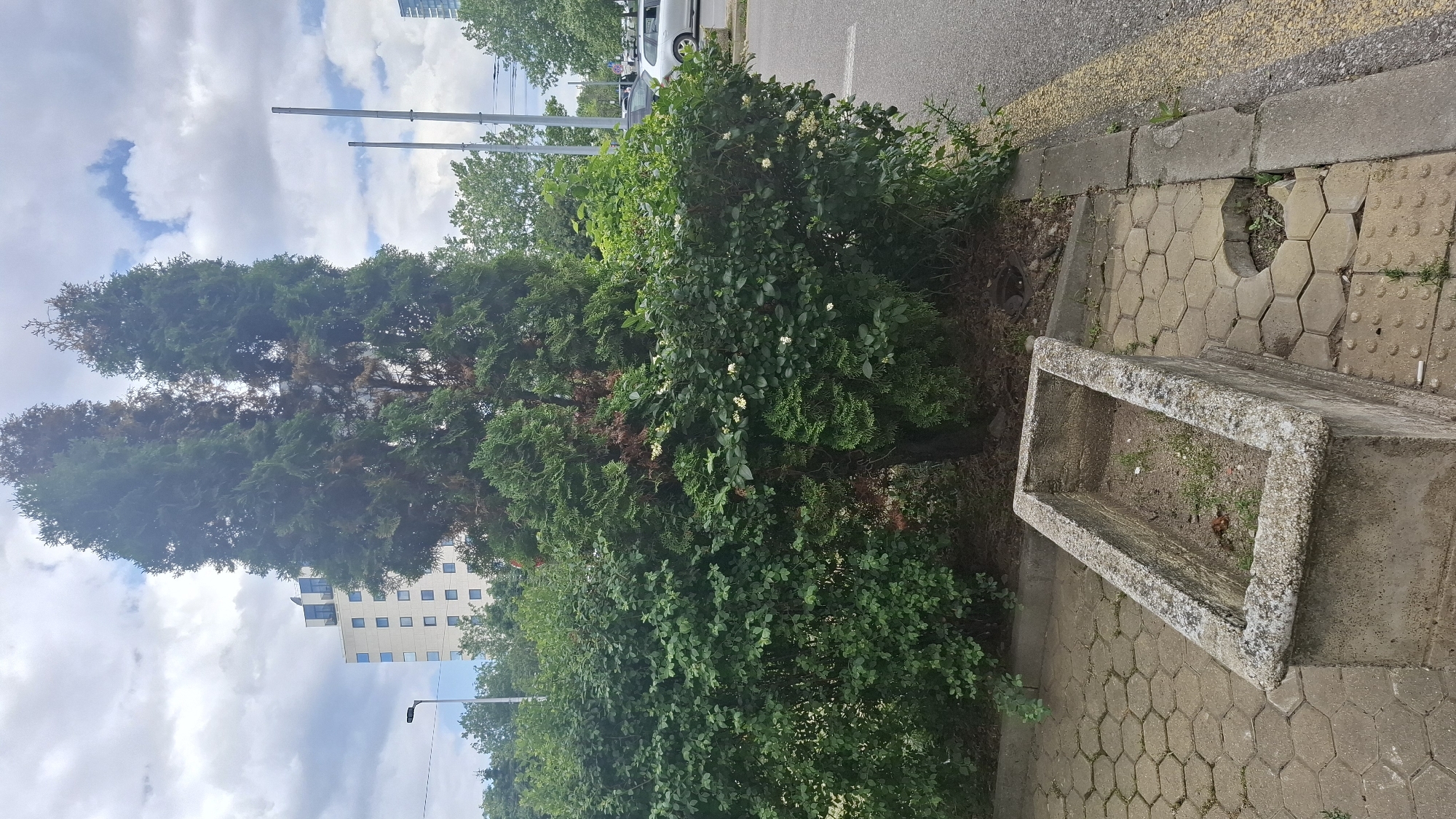 The image depicts an outdoor scene in Sofia, Bulgaria, featuring a concrete planter box in the foreground. The planter box is empty and contains dry soil with sparse green sprouts. Behind the planter, a dense hedge of green bushes with small white flowers extends across the frame. Two tall evergreen trees, one of which shows signs of browning and dryness, stand behind the hedge. In the background, a modern, multi-story building with numerous rectangular windows is visible, along with streetlights and utility poles. Adjacent to the walkway, there is a paved road with a yellow line marking its edge, and a parked silver car can be seen. The ground is paved with hexagonal concrete tiles, some of which are dislodged, creating a small hole. The sky is partly cloudy.