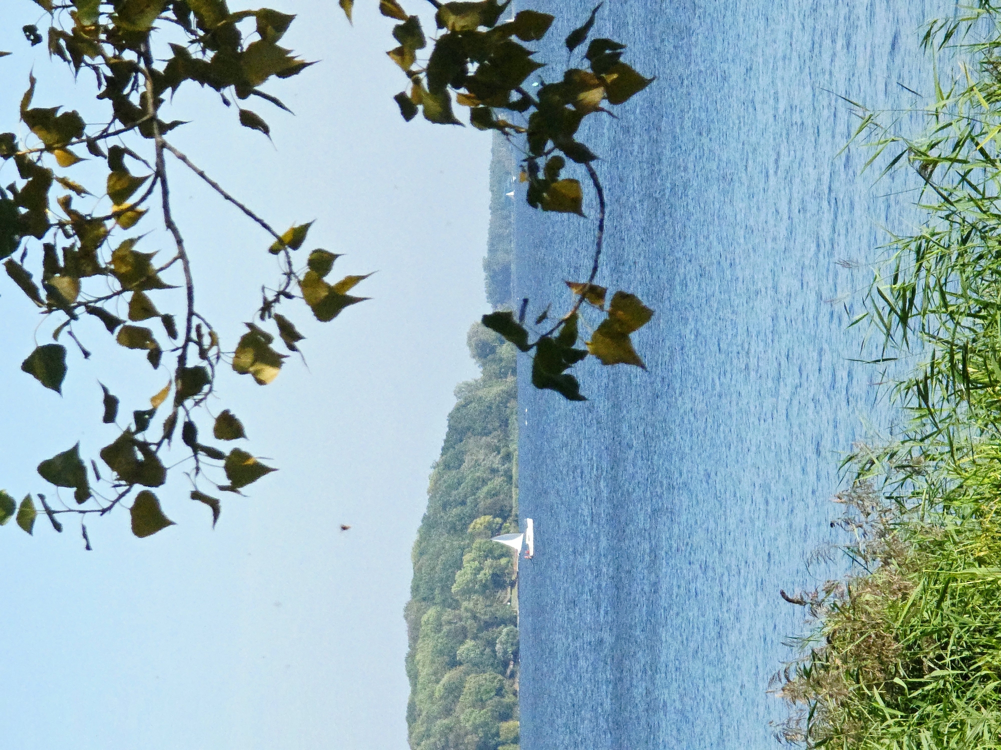A sailboat with a white sail navigates a bright blue lake, heading towards a distant, tree-covered shoreline. The foreground is dominated by tall, green reeds and vegetation. The sky above is a pale blue, with a few scattered leaves from an overhanging tree branch in the upper portion of the frame. There are no people visible in the image.