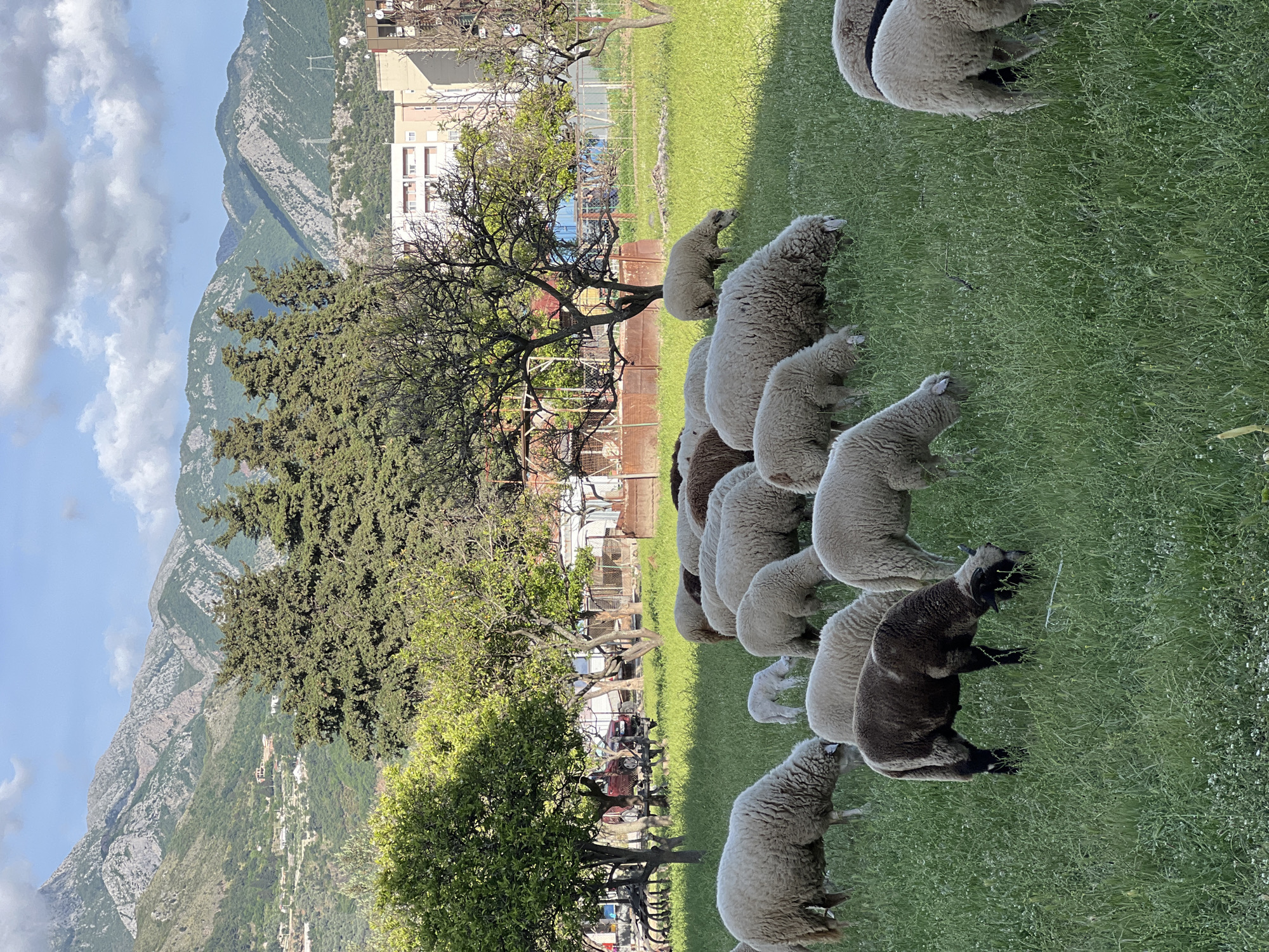 The image depicts a flock of sheep grazing on a green meadow in Bar, Montenegro. In the background, mountains are visible under a partly cloudy sky. There are trees scattered throughout the meadow, and buildings can be seen in the distance. The sheep are various shades of white and brown. They are all grazing and have their heads pointed down.