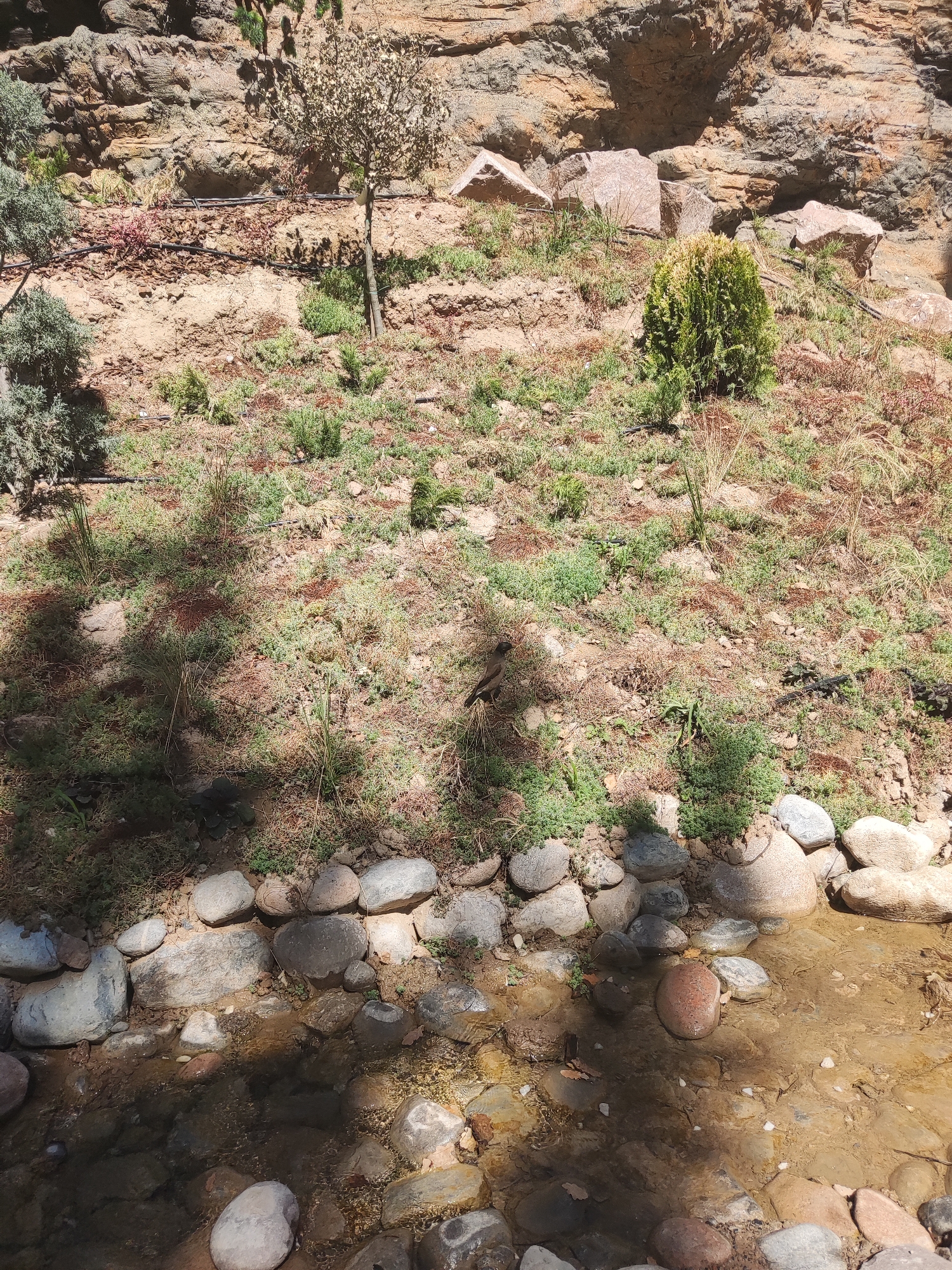 This is a medium-shot, eye-level, outdoor photograph taken on a sunny day. The scene depicts a terraced garden with a small stream running along the bottom edge of the frame. The garden is planted with a variety of low-lying green and reddish-brown plants, with several small trees and shrubs scattered throughout. A rock face forms the background, with some large boulders at the base of the terraces. The stream is shallow and clear, with a rocky bed. A bird is perched on the ground in the middle of the frame. The overall impression is one of a natural, somewhat arid landscape. The location is in the city of Shymkent, Kazakhstan, specifically within the Aksu-Zhabagly Nature Reserve, which is known for its unique biodiversity and rugged terrain. The photograph was likely taken at the Aksu Canyon viewpoint, a popular tourist destination within the reserve.
