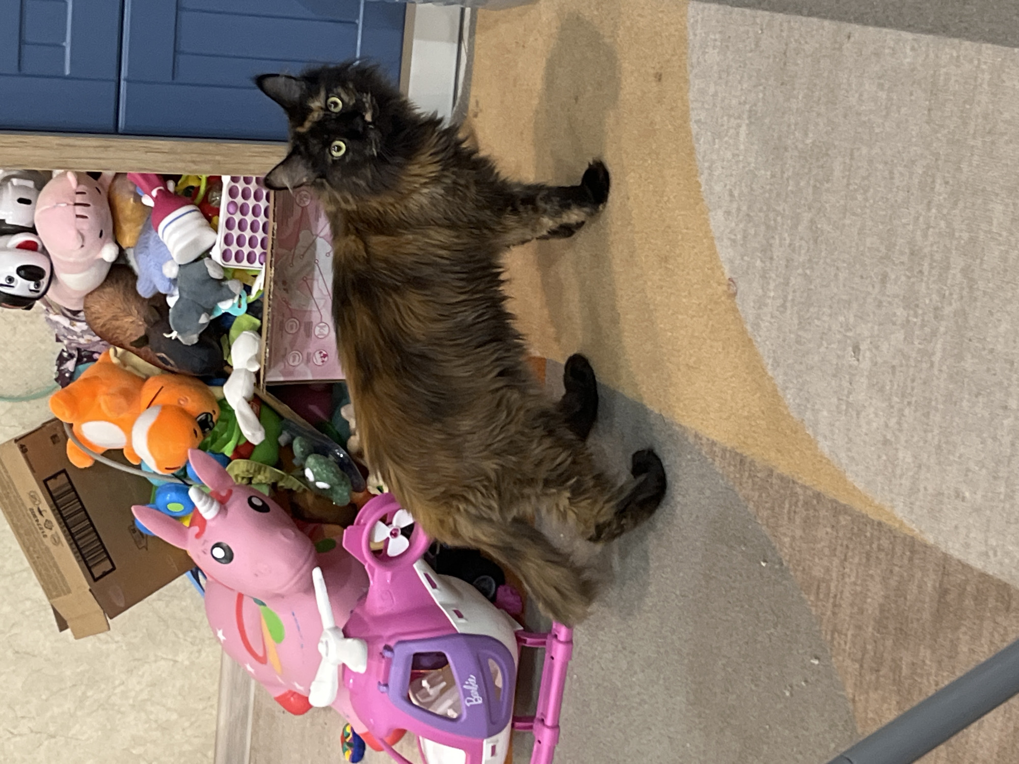The image depicts an indoor scene in a domestic setting within the city of Tyumen, Russia. A long-haired tortoiseshell cat, characterized by its dark brown, black, and orange fur patterns, stands centrally on a multi-toned geometric carpet. The cat has prominent yellow-green eyes and a distinct light-colored patch of fur above its dark nose, resembling a mustache. Its dark paws are visible.
To the left of the cat, a pink and white Barbie-branded toy helicopter with "Barbie" written in purple is positioned on the floor, alongside a larger pink unicorn ride-on toy featuring a white horn and rainbow markings. Small, colorful toy parts are scattered near these items on the carpet.
The background on the right displays a cluttered open shelf unit filled with various children's plush toys, including an orange fish, a pink pig, a grey elephant, and other miscellaneous items such as a purple grid-patterned toy. An open brown cardboard box with a barcode is positioned above the shelf on the left. A two-door blue cabinet is partially visible on the far right.
The floor is covered by a patterned carpet featuring shades of tan, brown, grey, and light grey geometric shapes. A grey linear object, possibly a pole or furniture leg, is visible in the lower-left foreground. The walls are light-colored. No human individuals are present in the image.