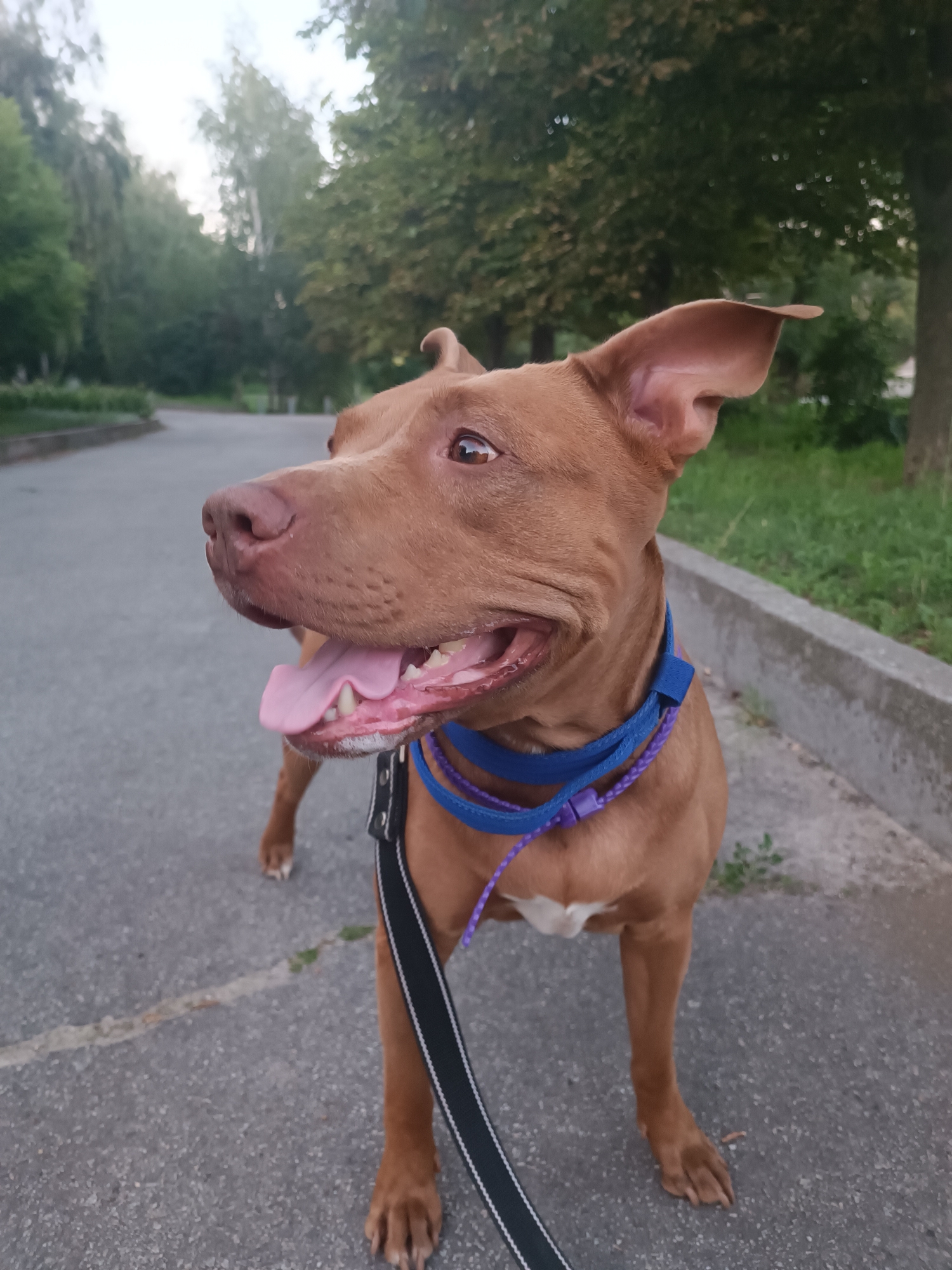 A medium shot shows a brown pit bull dog standing on an asphalt path in a park, with trees and grass in the background. The dog is looking to the left of the frame, with its mouth open and tongue hanging out. It is wearing a blue and purple collar and a black leash. The lighting suggests it is late afternoon or early evening. The location is identified as a park in Zaporizhzhia, Ukraine.