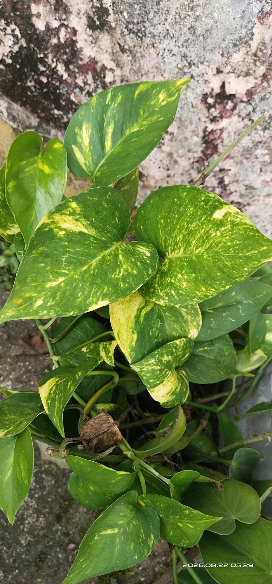 A close-up, vertical shot captures a leafy green Pothos plant in an outdoor setting. The plant's heart-shaped leaves exhibit a variegation of green and yellow. In the background, a rough, textured wall shows signs of age with patches of pink and dark discoloration. The lower portion of the image reveals a grey, rough surface that could be concrete or stone. A date and time stamp "2026.08.22 05:29" is visible in the bottom right corner. The scene appears to be in Matabu, Indonesia, as suggested by the location tag. There are no people or any actions depicted in the image.