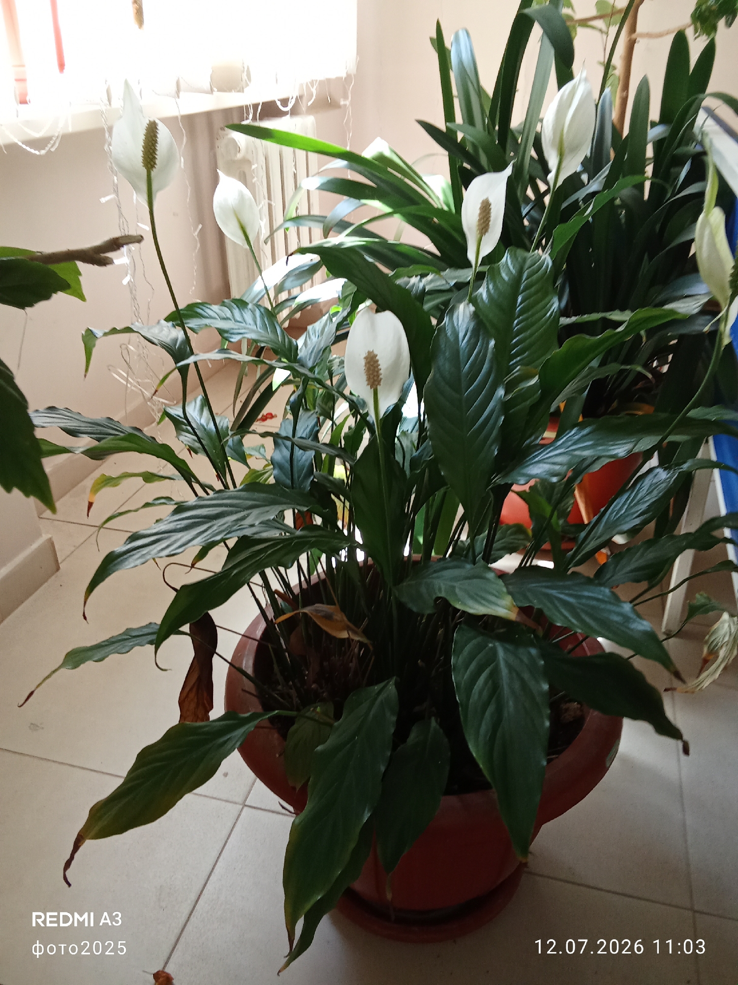 A medium shot captures a potted peace lily plant with several white spathes and green leaves. The plant is in a brown pot situated on a tiled floor. In the background, a window with white blinds is visible, along with a radiator and some decorative string lights. The overall scene suggests an indoor setting, possibly a home or office. The bottom left corner of the image displays "REDMI A3 фото2025", and the bottom right corner shows "12.07.2026 11:03".