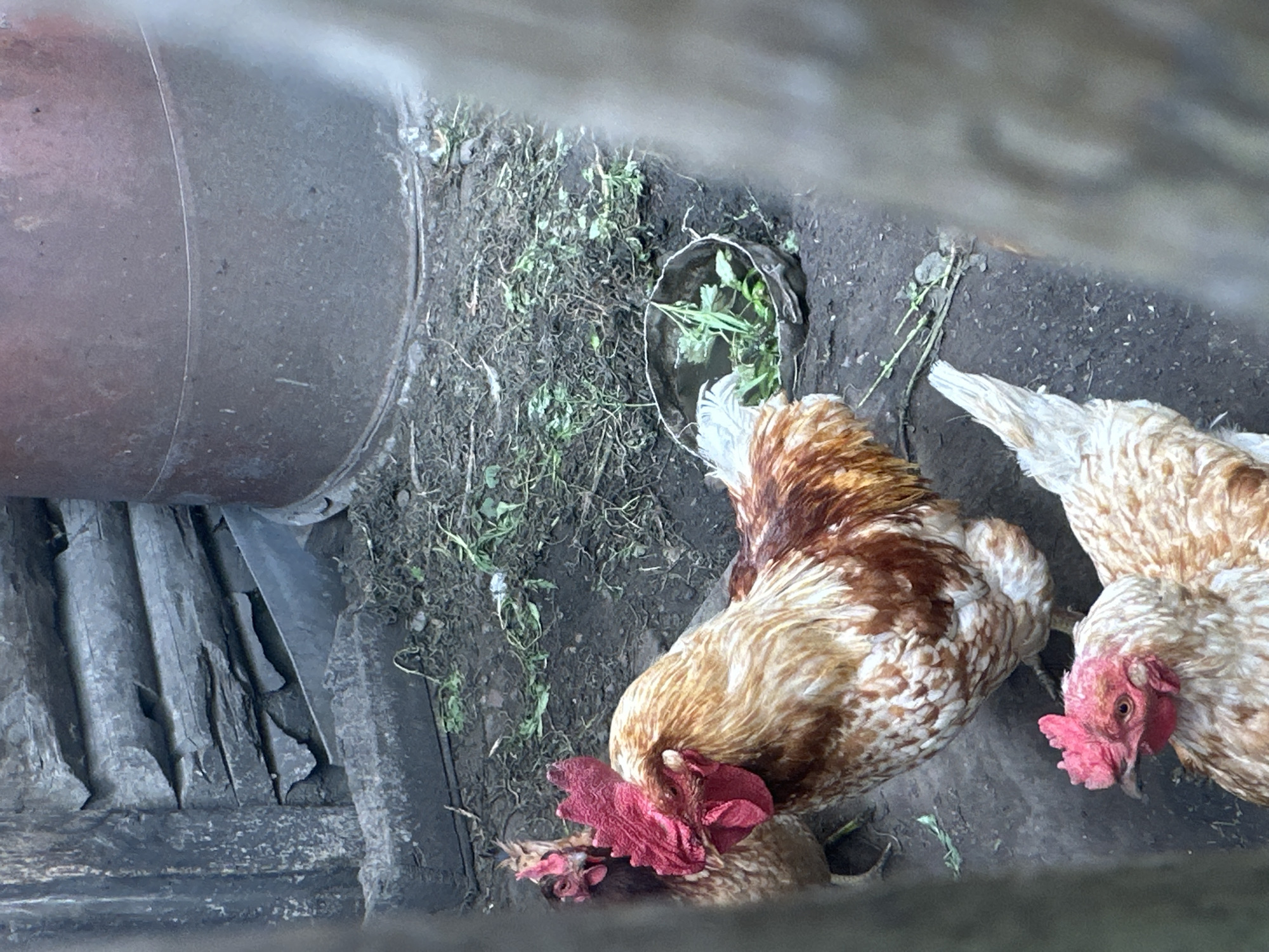 A close-up, slightly blurred, eye-level shot shows several chickens in what appears to be a farmyard or coop. In the foreground, two chickens are visible. The one on the left is mostly obscured by a vertical element of the frame, but its head and chest are clear. It has a red comb and wattles, and light brown and white speckled plumage. The second chicken in the foreground is to the right and slightly behind the first. This chicken is predominantly brown and white with prominent red comb and wattles. It is looking downwards towards a small, shallow metal basin filled with green vegetation.
In the background, partially visible to the left, is another chicken with dark brown and reddish-brown plumage and a red comb. Behind the chickens is a rustic wooden structure, possibly part of a building or fence, constructed from rough-hewn logs. To the right of the wooden structure is a large, dark, cylindrical metal object, resembling a barrel or a tank. The ground is covered in dark soil with scattered dry leaves and a few green sprigs of vegetation. The overall impression is of a simple, functional outdoor enclosure for poultry. The image has a raw, unpolished aesthetic, suggesting an authentic, everyday scene. This scene is located in Novoyeniseyka, Russia.