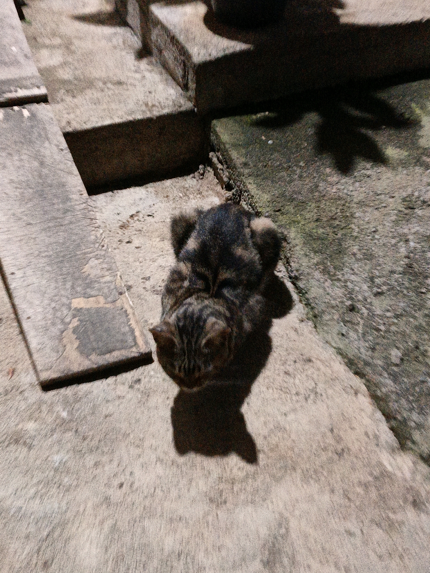 A tabby cat is curled up on a concrete step in Cikal, Indonesia. The cat is facing downwards, with its head tucked in. Its fur is a mix of black, brown, and gray stripes. The concrete steps are worn and weathered, with some patches of moss or dirt. Shadows from a nearby object, possibly a tree or a building, are cast across the steps. The lighting suggests it is nighttime or dusk.
