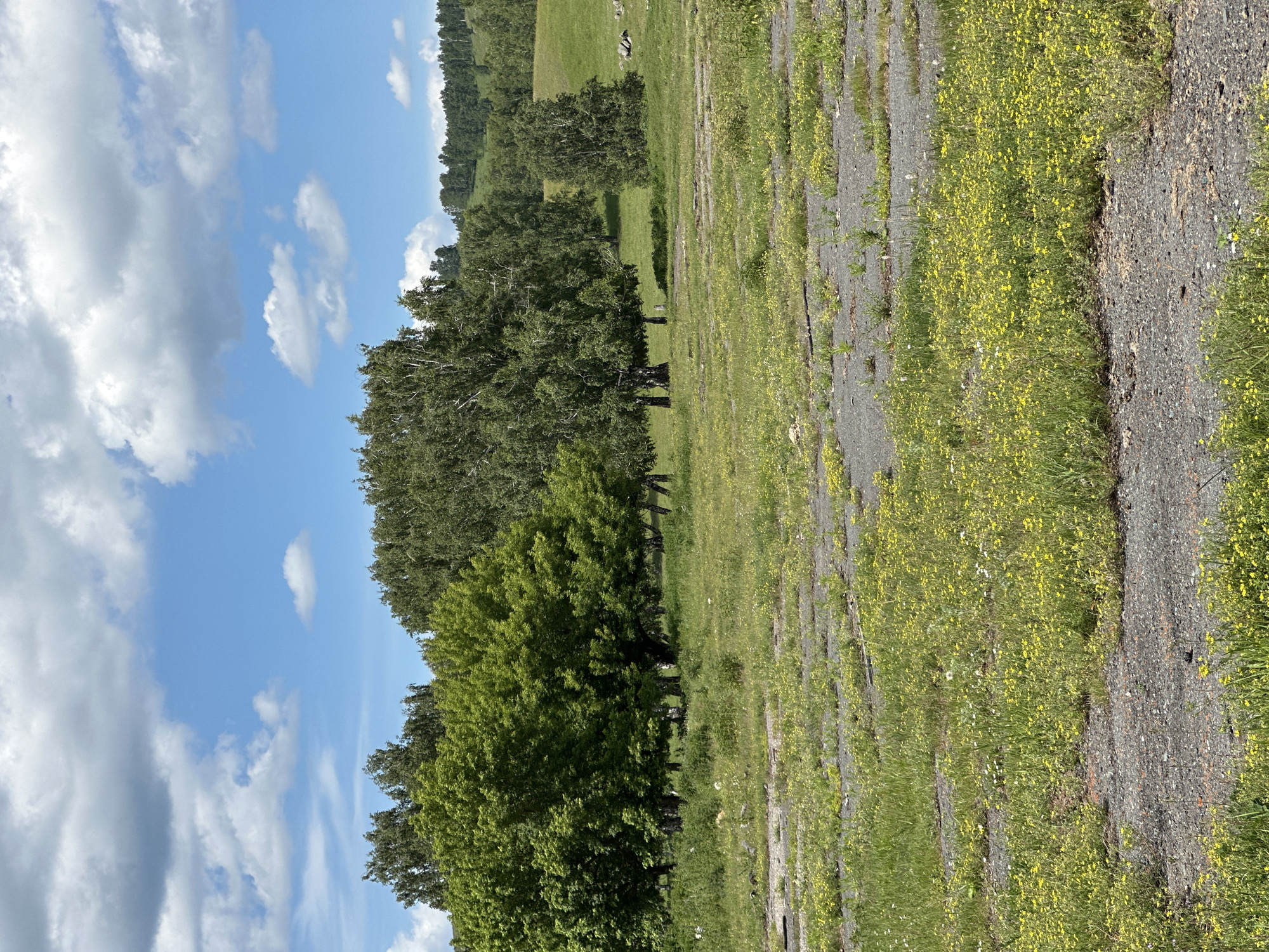 The image shows a sunny day with a blue sky filled with scattered white clouds. In the foreground, a patch of grey, weathered asphalt is covered with lush green grass and small yellow wildflowers. Beyond this area, a field of grass continues, dotted with more yellow flowers. A line of trees, some with bright green foliage and others with darker leaves, stands in the middle ground. The trees are varied in size and species, with some appearing to be birch trees with their characteristic white bark. In the background, rolling hills covered in trees create a natural landscape. The overall scene depicts a natural, undeveloped area, possibly a park or a rural landscape on the outskirts of a city.