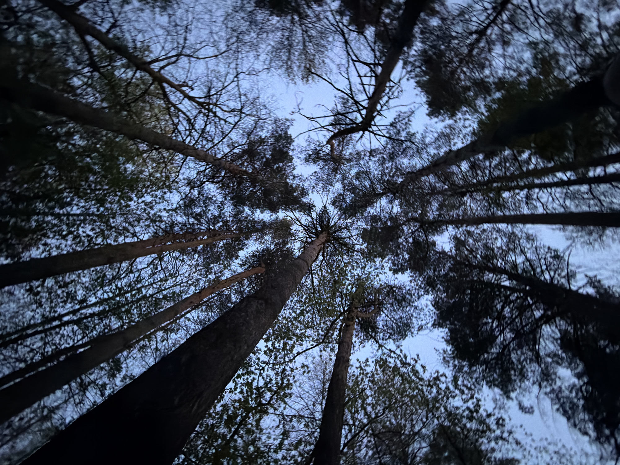 The image shows a view looking straight up into the crowns of trees. It appears to be dusk or twilight, given the dim light. Several tall trees are visible, some with dense foliage and others with bare branches. The sky is visible between the branches, appearing a pale blue-grey color. The location is not discernible from this image alone.