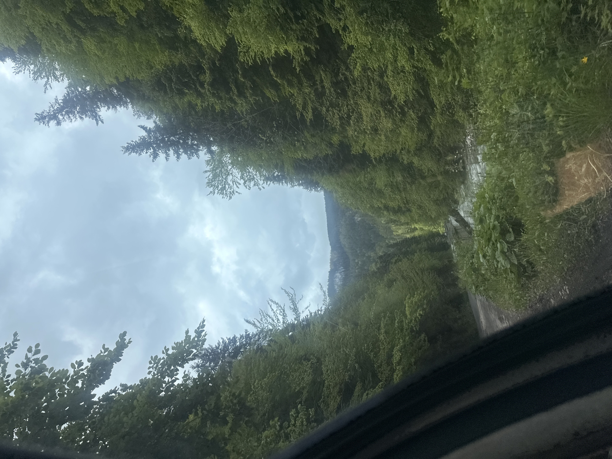The image shows a view of a forested area with a mountain in the distance under a cloudy sky. The perspective is from inside a vehicle, looking out through the windshield towards a narrow, winding road bordered by dense green vegetation on both sides. The location in the city of Iagodina, Bulgaria is not identifiable from the given image.