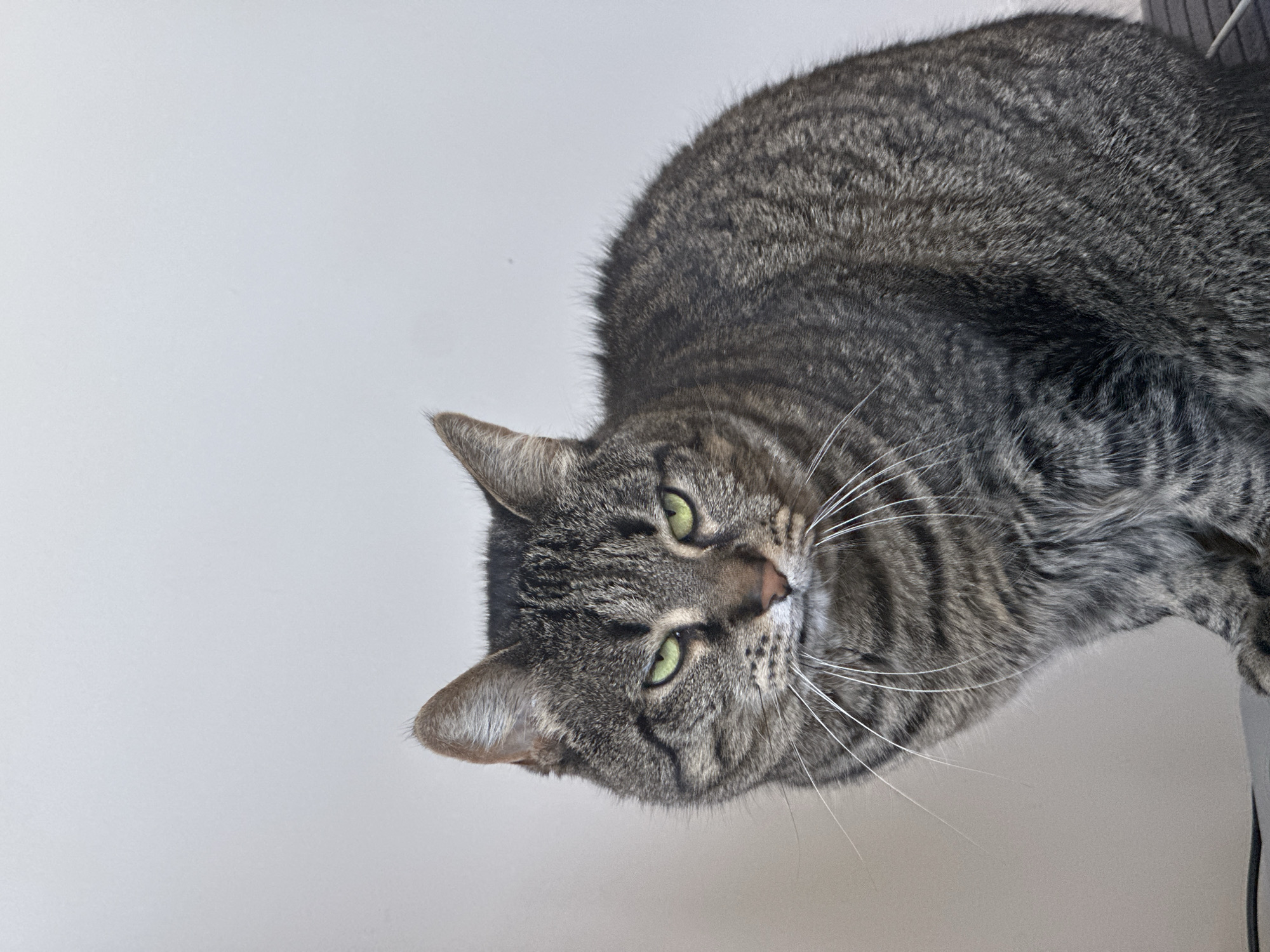 A close-up, high-angle shot features a mackerel tabby cat looking directly at the viewer. The cat occupies the right side of the frame, with its head and upper body visible against a plain, light grey or off-white background. The cat's fur is a mix of dark grey and brown tones with distinct black stripes. Its eyes are a prominent bright green, and its whiskers are long and white. The cat's ears are perked, and its head is slightly tilted, conveying a curious and alert expression. A small part of the cat's pinkish nose is also visible. The lighting is soft and even, highlighting the texture of the fur. The background is minimalist, providing no specific location cues beyond being a simple, clean surface. No text is visible in the image.