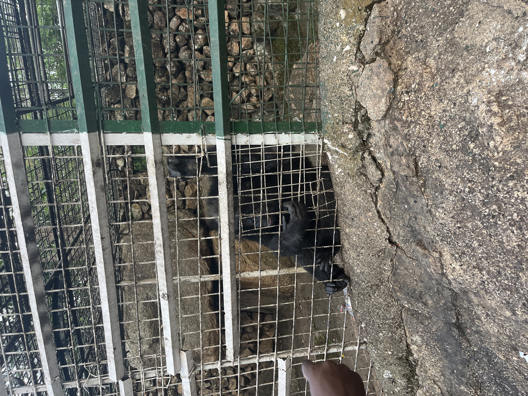 The image shows a chimpanzee in an enclosure at a zoo. The enclosure is made of metal bars and appears to be situated on a rocky incline. The chimpanzee is black with dark fur and is resting inside the enclosure. Its hands are visible, and it appears to be looking down. The background of the enclosure consists of rocks and some foliage, suggesting an outdoor setting. The overall lighting suggests it is daytime, with no specific indications of weather conditions. A part of a person's hand is visible in the foreground, reaching towards the enclosure. The image is taken from a slightly high angle, looking down into the enclosure. There is no visible text in the image.
