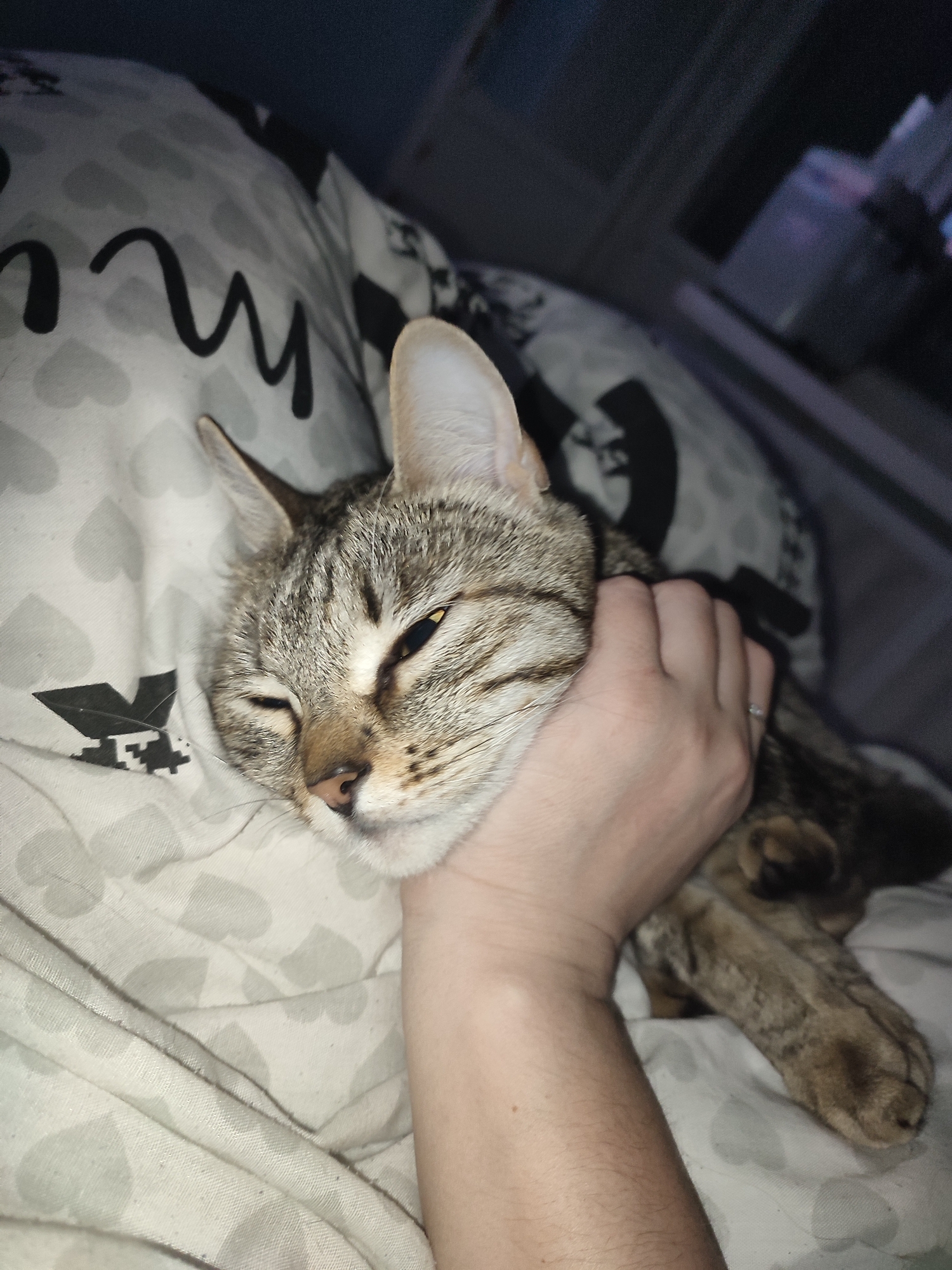 A close-up, low-light image shows a tabby cat being petted or held by a human hand while lying on a bed. The cat, with prominent striped fur and large ears, is positioned with its head resting on a pillow or bedding, and its eyes are partially closed, suggesting comfort, relaxation, or sleepiness. A light-skinned human hand is gently cupping the cat's head and neck area, with a small, light-colored ring visible on one finger. The human's arm is also visible in the lower right portion of the frame.
The cat's fur shows a mix of gray, brown, and black stripes, with lighter fur on its chin and nose bridge. Its nose is pinkish-brown. The background consists primarily of bed linen, including a pillow and possibly a duvet or blanket. The bedding is light-colored, patterned with numerous small, light gray hearts and some larger, dark gray or black script text. A visible portion of the text on the pillow appears to be part of a cursive word, resembling a "w" or "m." The overall lighting is dim, indicating either a dark room or evening/nighttime. The scene conveys a moment of affectionate interaction and comfort between the human and the pet.