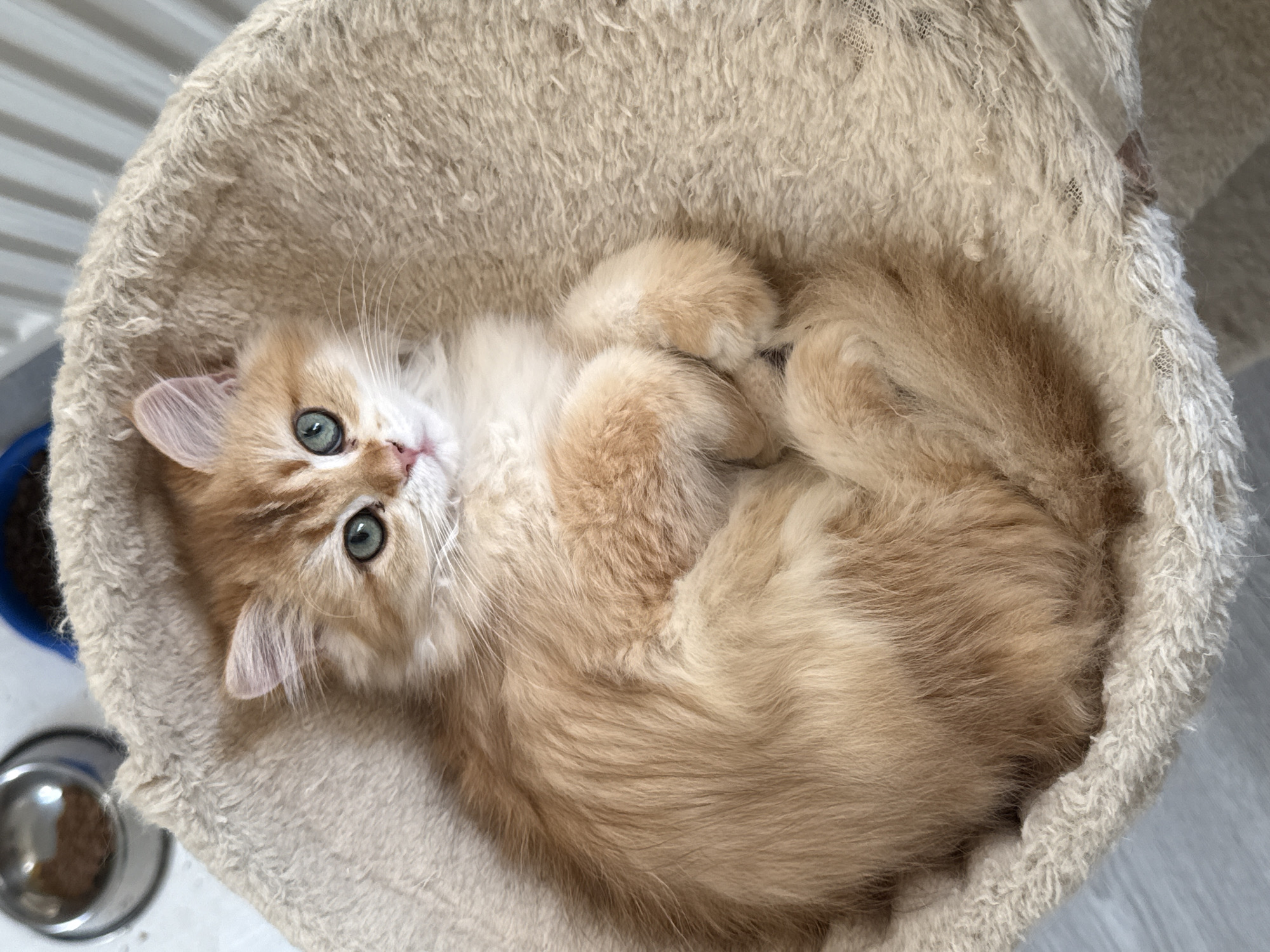 An orange kitten with large green eyes is curled up in a fluffy, circular cat bed. The kitten is lying on its side, with its paws tucked underneath its body. The cat bed is made of a soft, beige fabric with a shaggy texture. In the background, there is a glimpse of a blue pet food bowl and a metal pet food bowl. The flooring appears to be light gray. The image is taken from a high angle, looking down at the kitten. There is no information in the image that allows for the determination of a location in the city of Yurukovo, Bulgaria.