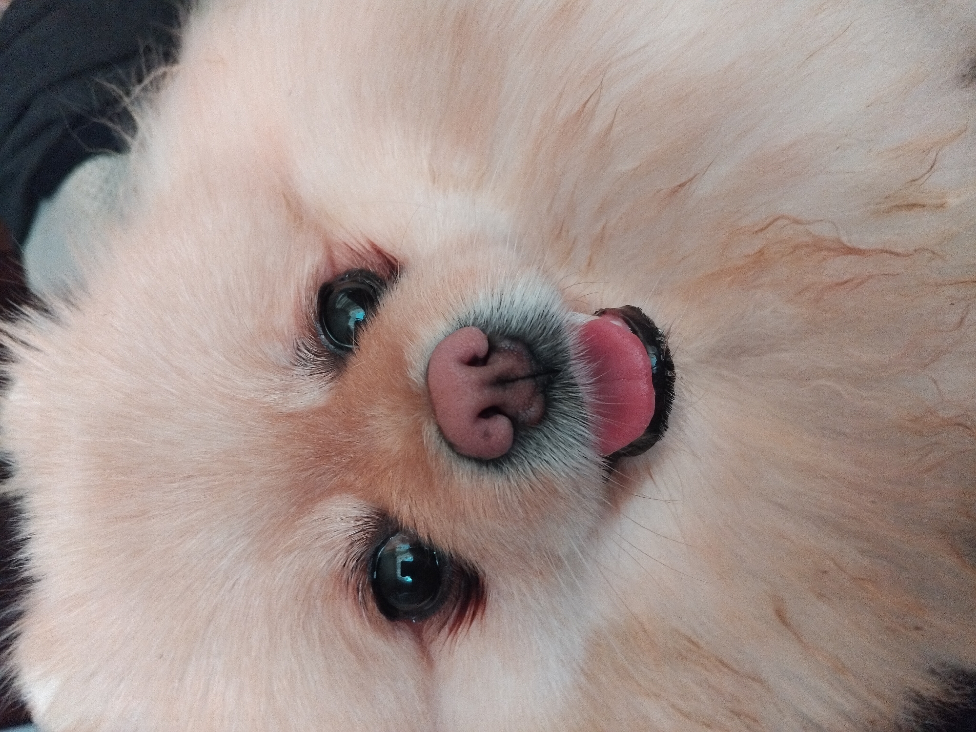 A close-up image features a small, light-colored dog, possibly a Pomeranian or similar breed, lying on its back with its tongue slightly protruding. The dog has a pink nose and dark, glossy eyes that reflect a light source. The fur is dense and light beige. Some dark fabric is visible in the upper left corner, suggesting the dog is resting on a surface or person. The photo was taken in the city of Apriltsi, Bulgaria.