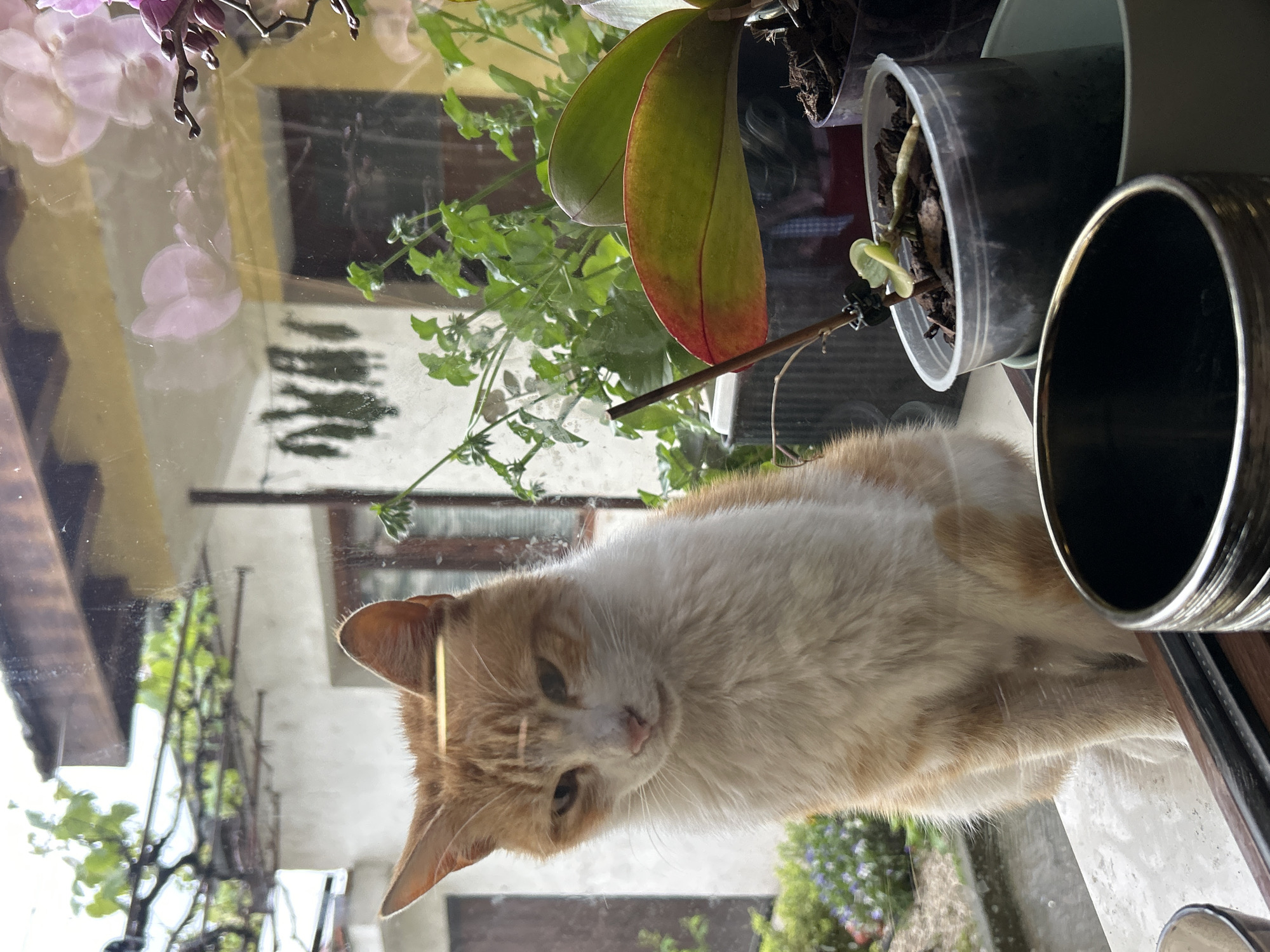An orange and white cat is positioned on a window sill, seemingly peering inside a building. The cat is the central focus of the image. Several potted plants are visible on the window sill near the cat, including orchids. Through the window, the outside of a building is visible, with details such as a window and possible balcony railings. Based on the prompt's location information, it is presumed to be in Krumovo, Bulgaria.