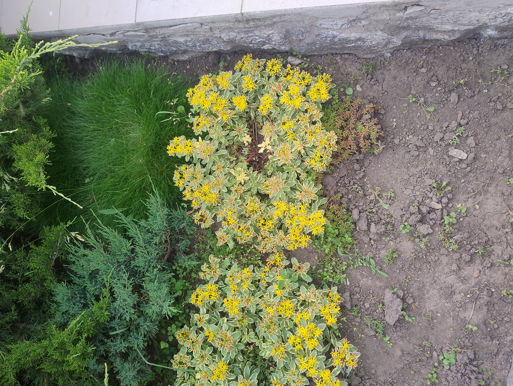 This is an overhead, outdoor, daytime, medium-shot photograph of a garden bed. The garden is located in Kropyvnytskyi, Ukraine, adjacent to a concrete ledge and a rough-textured stone border. The bed contains a variety of plants: a cluster of bright yellow flowering succulents, their leaves variegated with green and white; a patch of dense, bright green grass; and a section of bushy evergreen plants, likely juniper, with blue-green foliage. The soil is dark and appears somewhat dry, with small stones and sparse weeds scattered throughout. The sunlight suggests it is a clear day. No people or animals are visible. The scene is peaceful and natural.