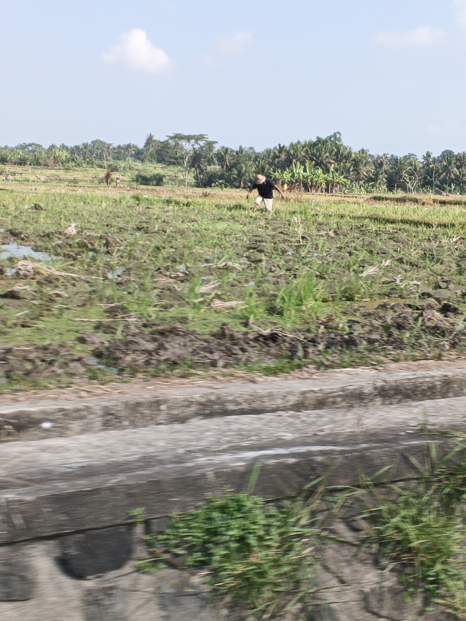 The image depicts a rural landscape in Abiansemal, Indonesia, characterized by agricultural fields and lush vegetation. In the foreground, a concrete structure, possibly a drainage ditch or a wall, runs horizontally across the frame, partially obscuring the view of the fields. The fields themselves are a mix of muddy soil and green vegetation, suggesting they are either being cultivated or have recently been harvested. Scattered patches of water are visible in the fields, indicative of irrigation or recent rainfall.
In the middle ground, a person is engaged in activity within the field. The person is wearing a dark shirt and light-colored shorts and appears to be bending down, possibly planting or tending to crops. A wide-brimmed hat is visible on their head. Further in the background, a line of trees, including coconut palms and other tropical varieties, forms a dense backdrop to the agricultural land. A small, simple structure, possibly a hut or shed, is nestled among the trees. The sky above is a clear blue with a single white cloud. The overall impression is one of agricultural labor in a tropical environment.
