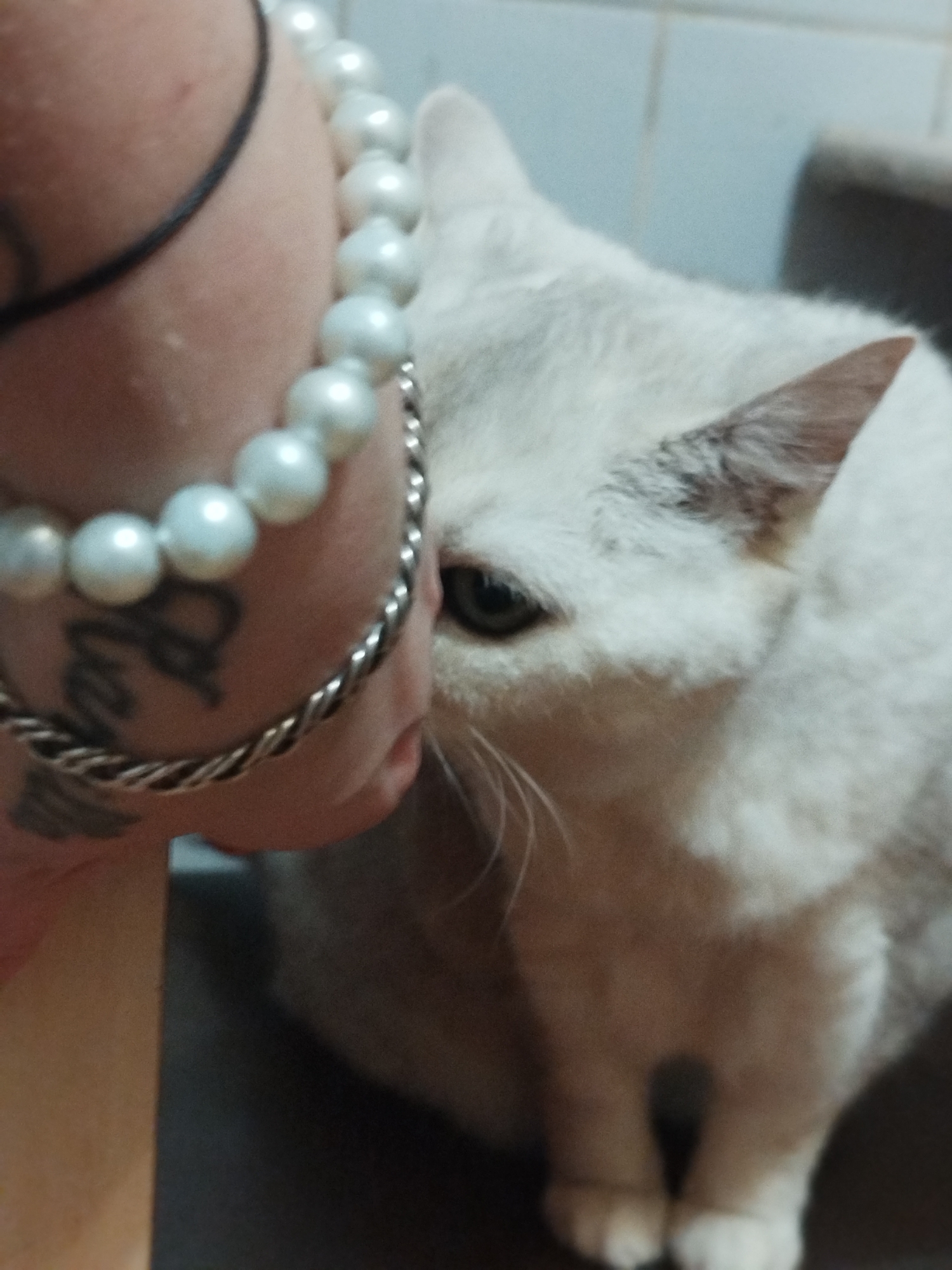 A close-up, low-angle shot shows a white cat with green eyes peeking over a person's arm, which is adorned with a pearl bracelet and a twisted metal bracelet. The cat's head is in focus, with its fur appearing soft and fluffy. The person's arm has a tattoo on it. The background is blurred, but appears to be a domestic indoor setting, possibly a kitchen or bathroom, with tiled walls. The lighting is dim, casting shadows and creating a soft focus on the background elements.