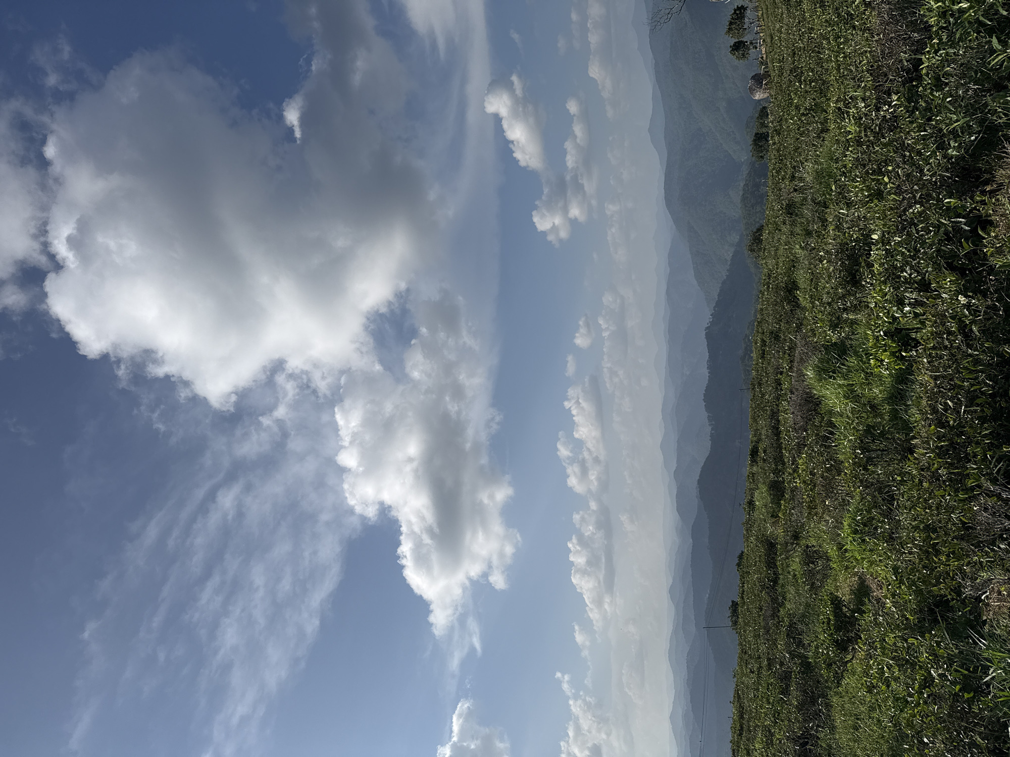 The image depicts a lush green tea plantation in the foreground, with rows of tea bushes stretching across a rolling hillside. In the background, a series of layered, hazy blue mountains recede into the distance under a bright sky filled with white, puffy clouds. The overall impression is one of natural beauty and tranquility. The location is identified as Phát Chi, Vietnam.