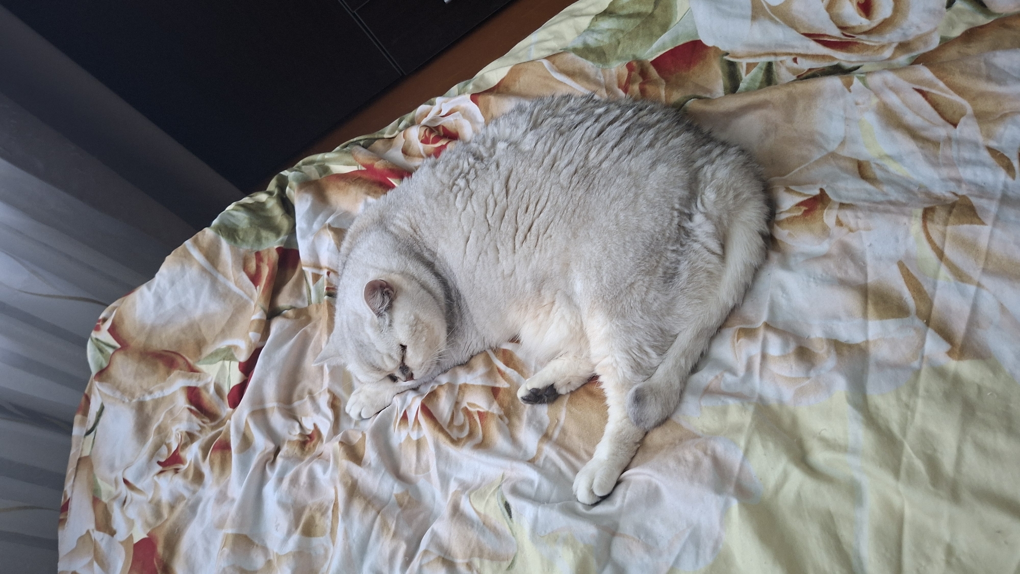 A light gray cat is curled up asleep on a floral-patterned bed. The cat is positioned in the center of the image, on its side, with its head tucked towards its body. Its eyes are closed, and its paws are resting near its face. The bedding has a pattern of large, stylized flowers in shades of cream, yellow, and red. The lighting suggests it is daytime, possibly indoors. The background of the image shows a dark surface, possibly furniture, and vertical blinds. The scene is consistent with a domestic setting in Myadzyel, Belarus.