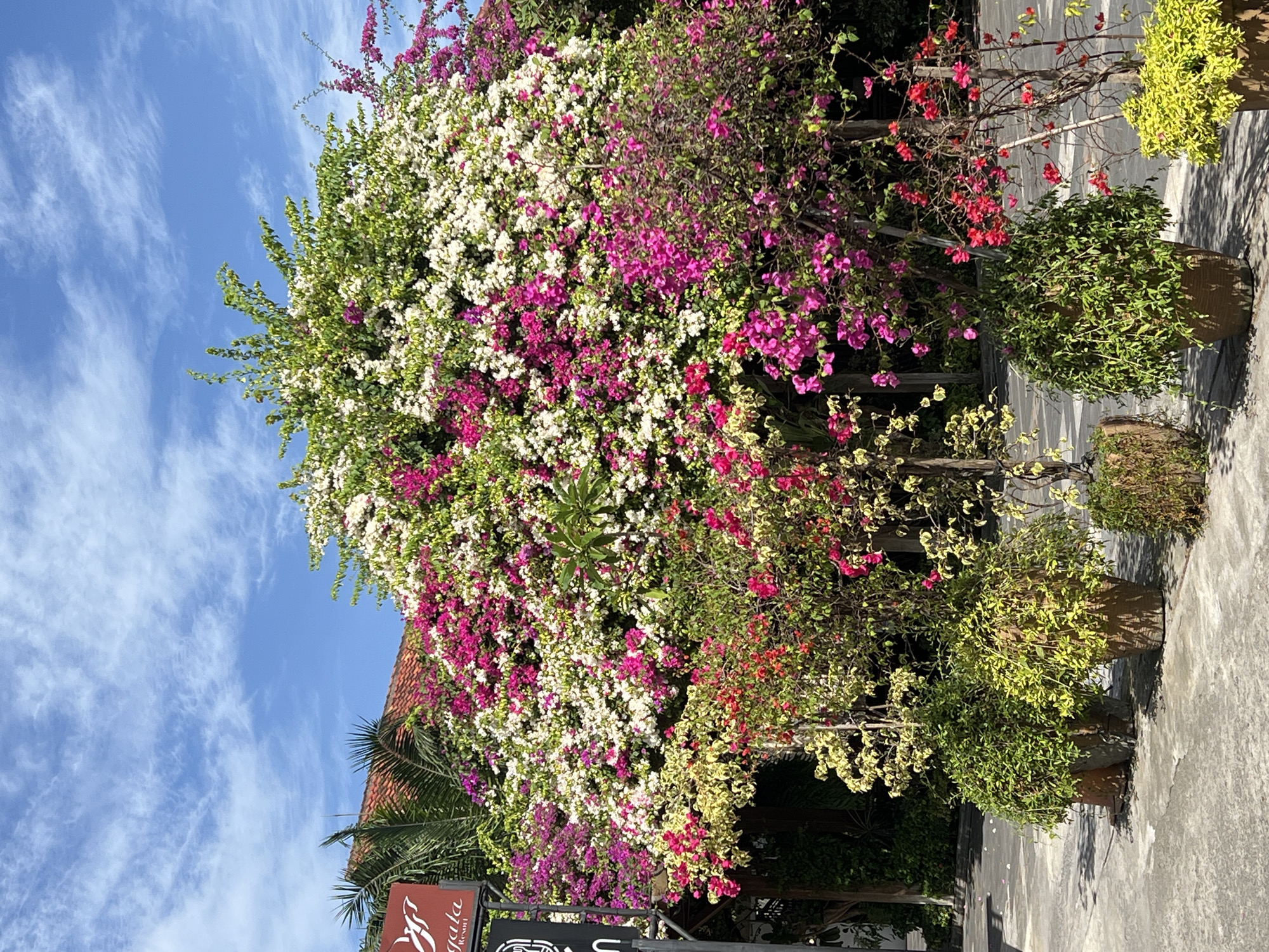 In the city of Denpasar, Indonesia, a vibrant bougainvillea tree with abundant pink, white, and magenta flowers dominates the center of the frame, set against a bright blue sky with scattered white clouds. The tree is so densely covered in blooms that its green foliage is mostly obscured. To the left of the bougainvillea, a sign with a red logo and text is partially visible. In front of the large flowering tree, several smaller potted plants are arranged. These include two large, terracotta-colored pots filled with lush green trailing plants, and to their right, smaller potted plants with bright green and yellow foliage. The ground in front of the potted plants is paved with grey concrete. The overall scene suggests an outdoor setting, likely a hotel entrance or a public space decorated with tropical flora.