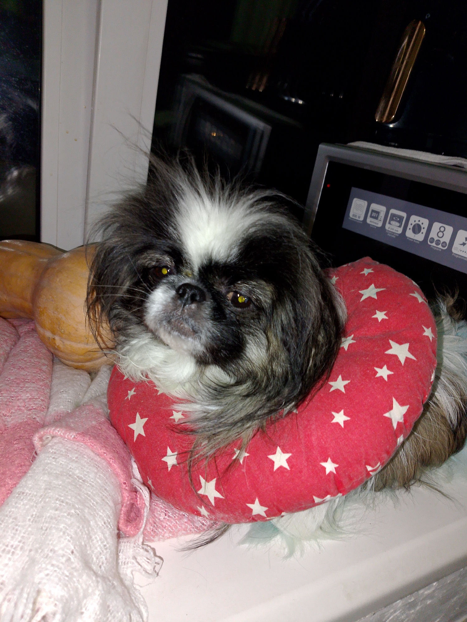 A black and white Shih Tzu dog rests on a window sill wearing a red neck pillow with white stars. To the left of the dog is a small pumpkin. The dog is resting on a pink and white woven blanket. In the background, a kitchen appliance is visible. The location is presumed to be Izhevsk, Russia.