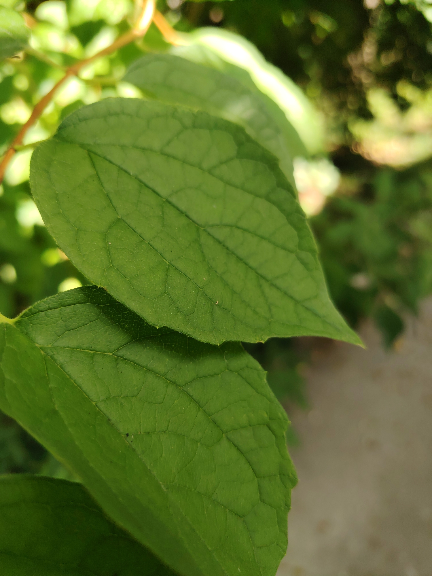 The image is a close-up shot of two vibrant green leaves against a blurred background of foliage and a beige surface. The leaves exhibit intricate venation patterns, and their edges are slightly serrated. One leaf is positioned above and to the left of the other, creating a layered effect. The lighting suggests an outdoor environment, possibly a garden or park. There are no people or discernible actions in the frame. The specific location in Konakovo, Russia, cannot be determined from the visual information provided in the image.