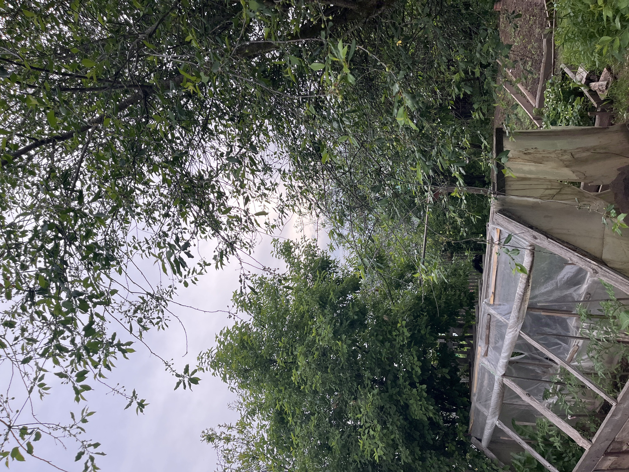 This image presents a verdant outdoor scene, likely a garden or allotment in Chaikovsky, Russia, captured on an overcast day. The perspective is primarily upward, looking through a dense canopy of green tree leaves and branches towards a cloudy, light grey sky.
The upper and left portions of the frame are dominated by the lush foliage of what appears to be a fruit-bearing tree, with numerous small, elongated green leaves and thin branches. Small, undeveloped green fruits or berries are visible hanging from some of the branches, suggesting an early stage of growth.
In the lower right section of the image, a rustic, homemade greenhouse or cold frame is partially visible. It features a simple wooden frame covered with translucent plastic sheeting, which shows signs of wear and tear. Inside the greenhouse, young plants can be discerned. Beyond the greenhouse, to the right and slightly further back, there is a garden bed with tilled soil and some emerging green plants, delineated by simple wooden borders. More dense greenery and trees are visible in the background, hinting at an expansive or somewhat overgrown natural setting.
No people are present, and no specific activity is taking place, rendering a tranquil and static view of the natural environment. The uniform cloudy sky suggests diffuse lighting, indicative of an overcast daytime. There is no visible text in the image.