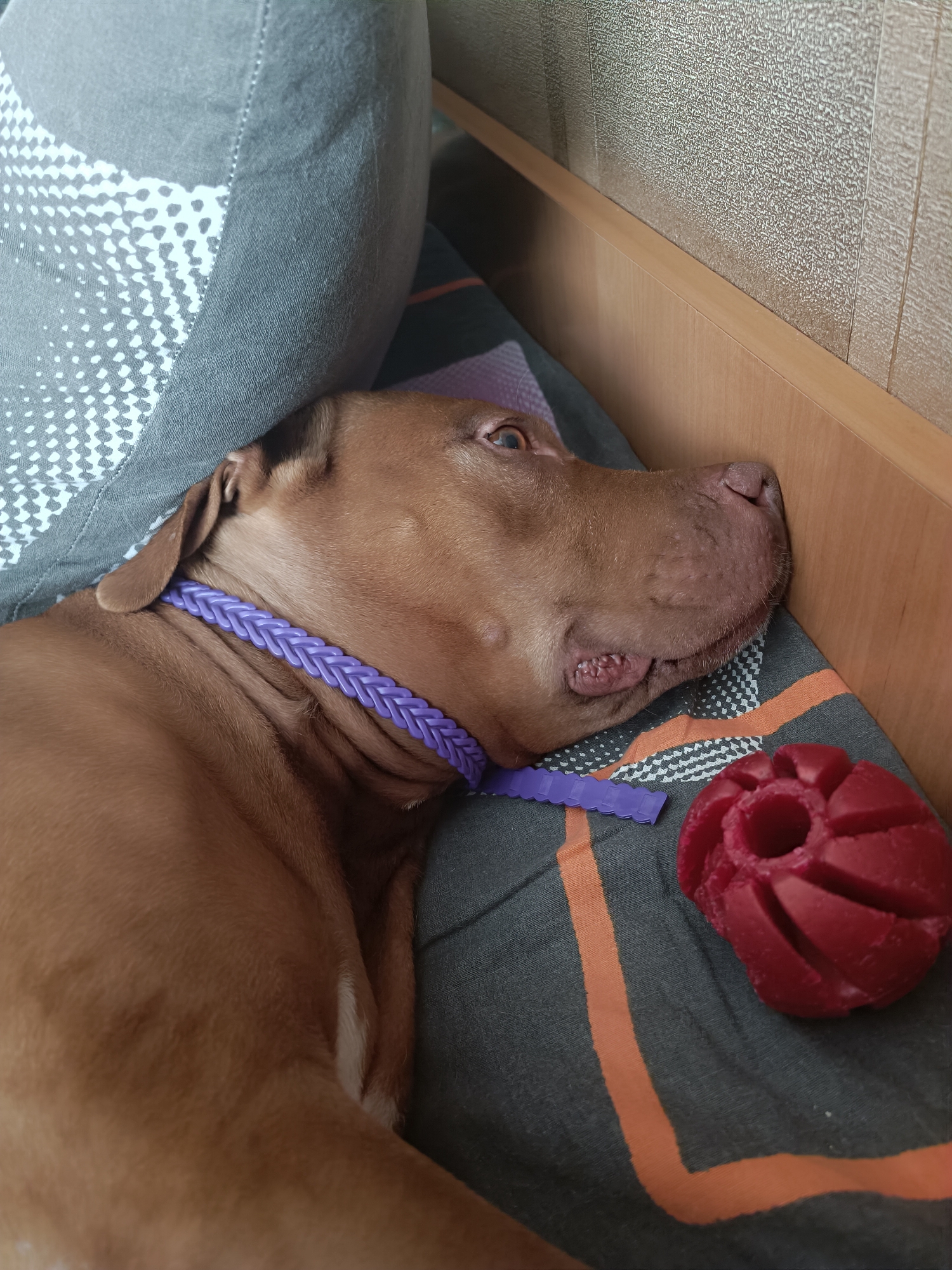 A brown dog with a purple braided collar is resting on a patterned gray and orange blanket. The dog's head is turned to the right, with its eyes partially open. Next to the dog is a red, circular chew toy. The background shows a textured wall and a wooden surface. The scene appears to be indoors.